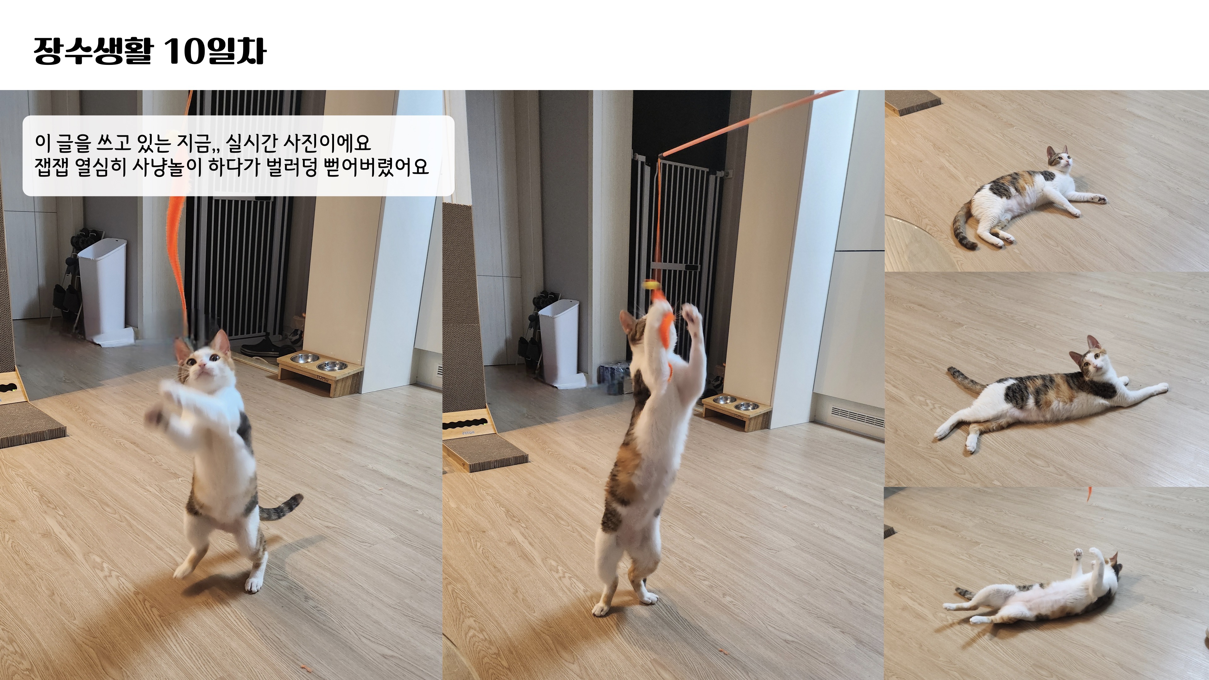 [니카] 장수 입양 일주일 후기글 ❤️