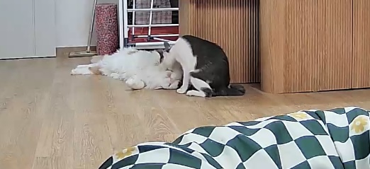 우리미료왔어요♥️구나봄이 입양전제 임시보호3개월차