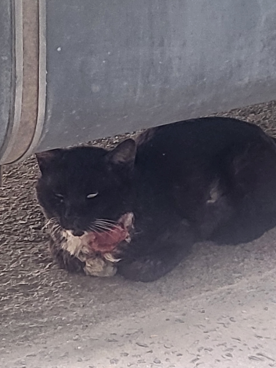 목이 찢어진 고양이가 안락사 당하지 않게 구해주세요