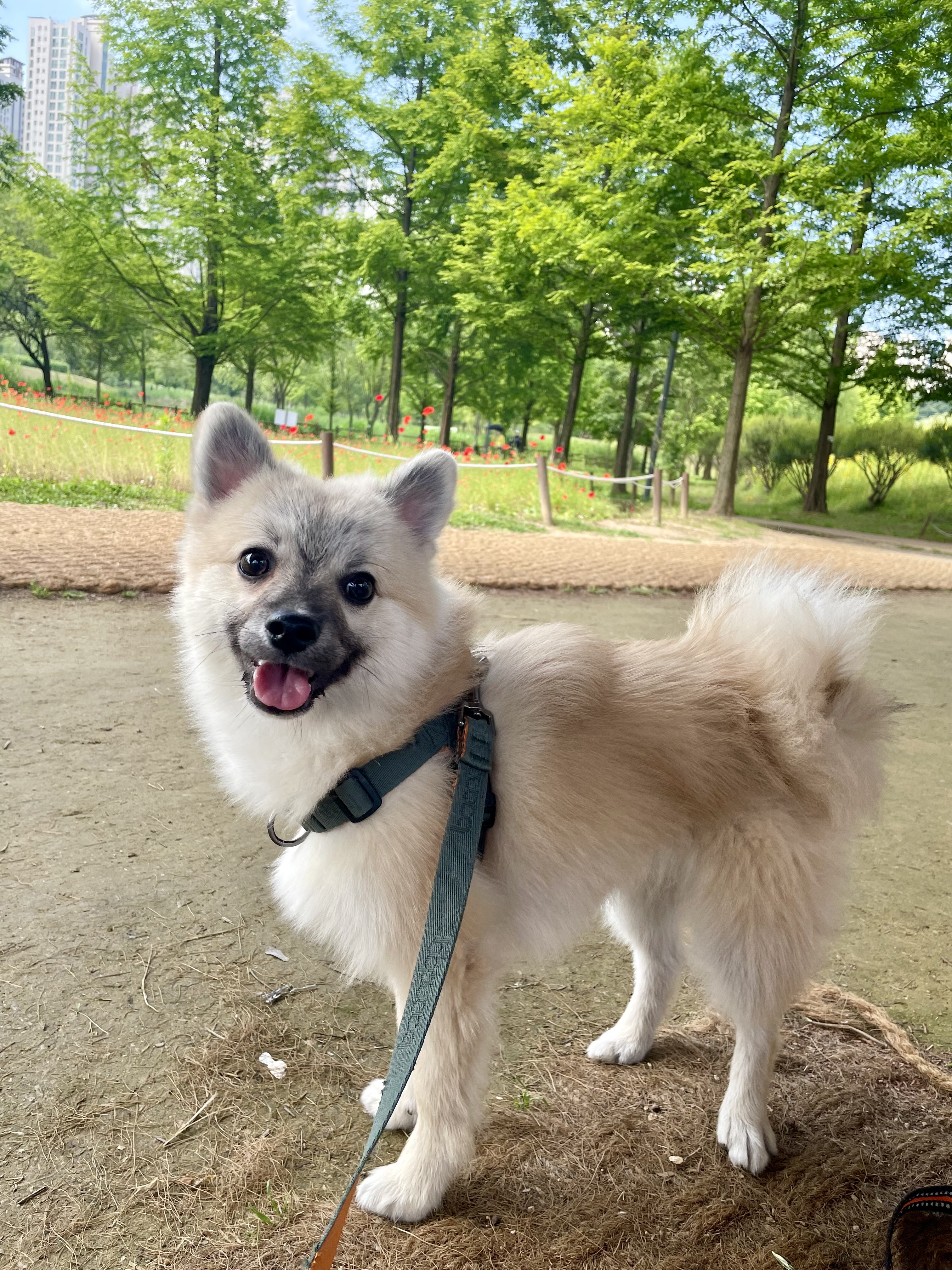 후추(보령번식장-보령이) 온지 세달째! 후기입니다.