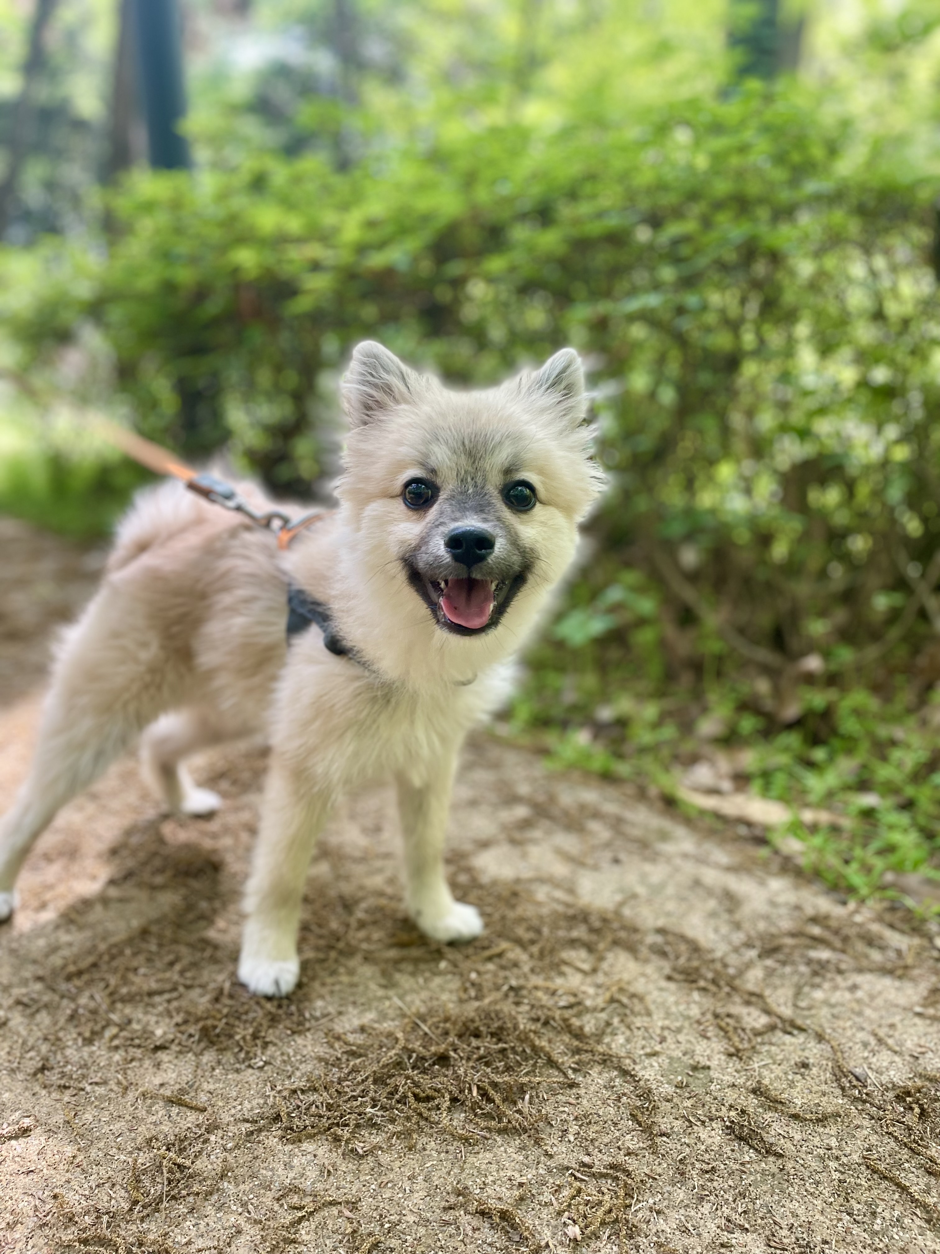 후추(보령번식장-보령이) 온지 세달째! 후기입니다.