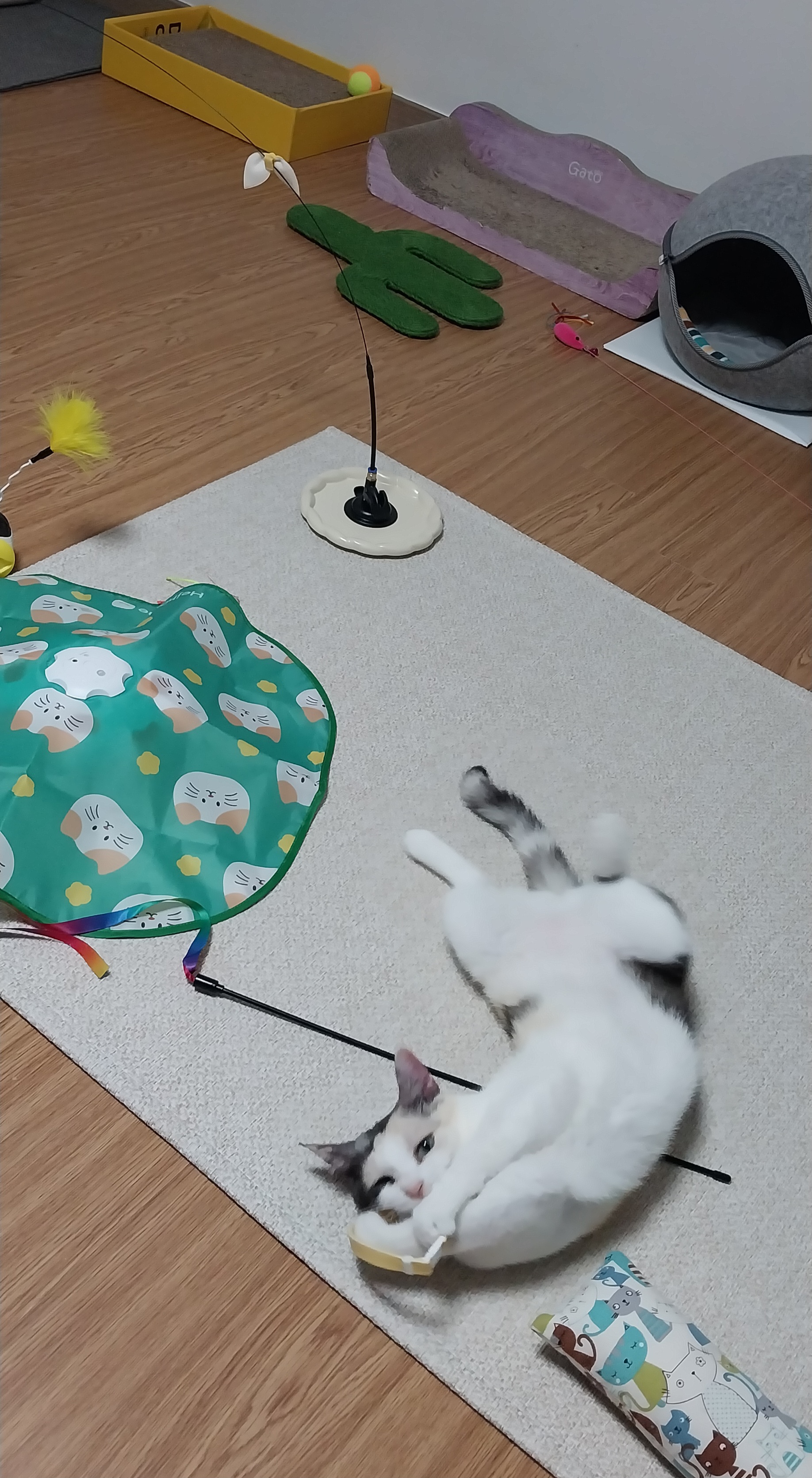 기특이(현 고은이) 입양 한달 후기