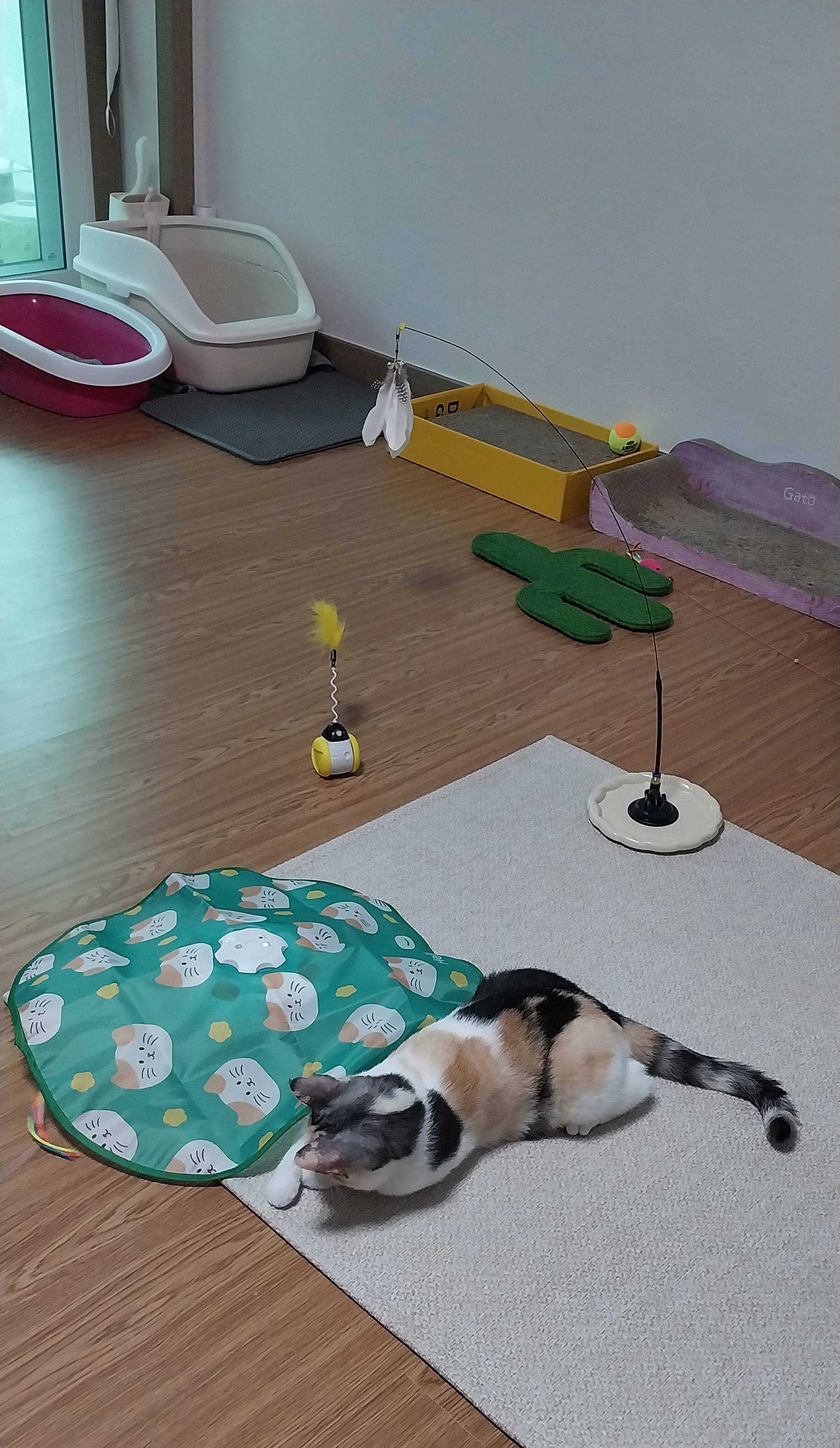 기특이(현 고은이) 입양 한달 후기