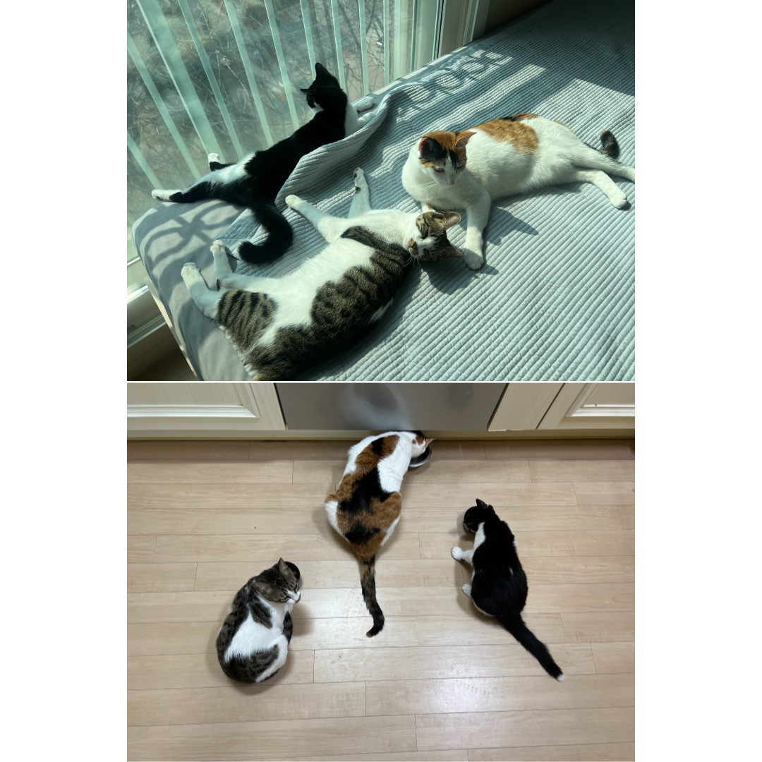 장미 입양 일주일 후기
