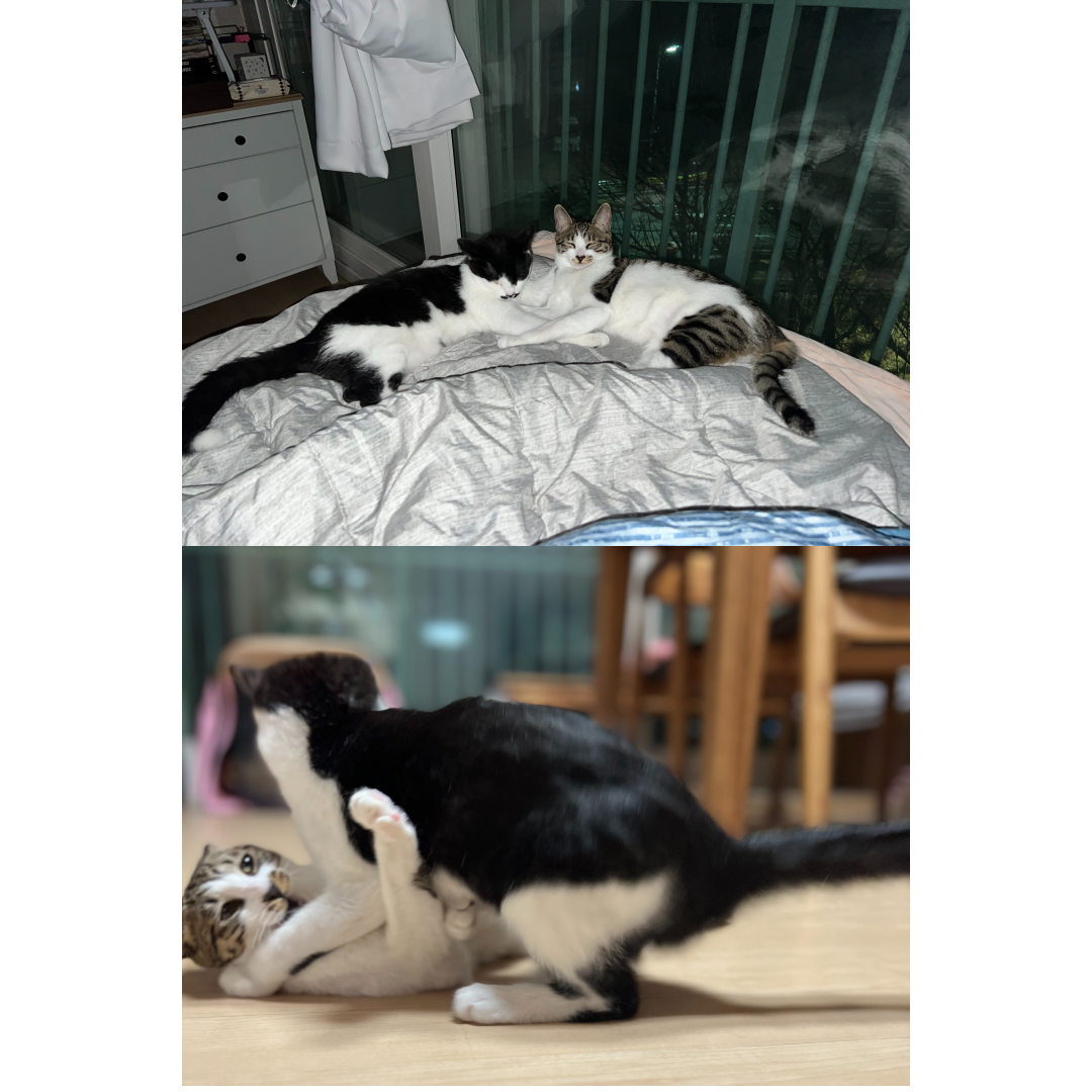 장미 입양 일주일 후기