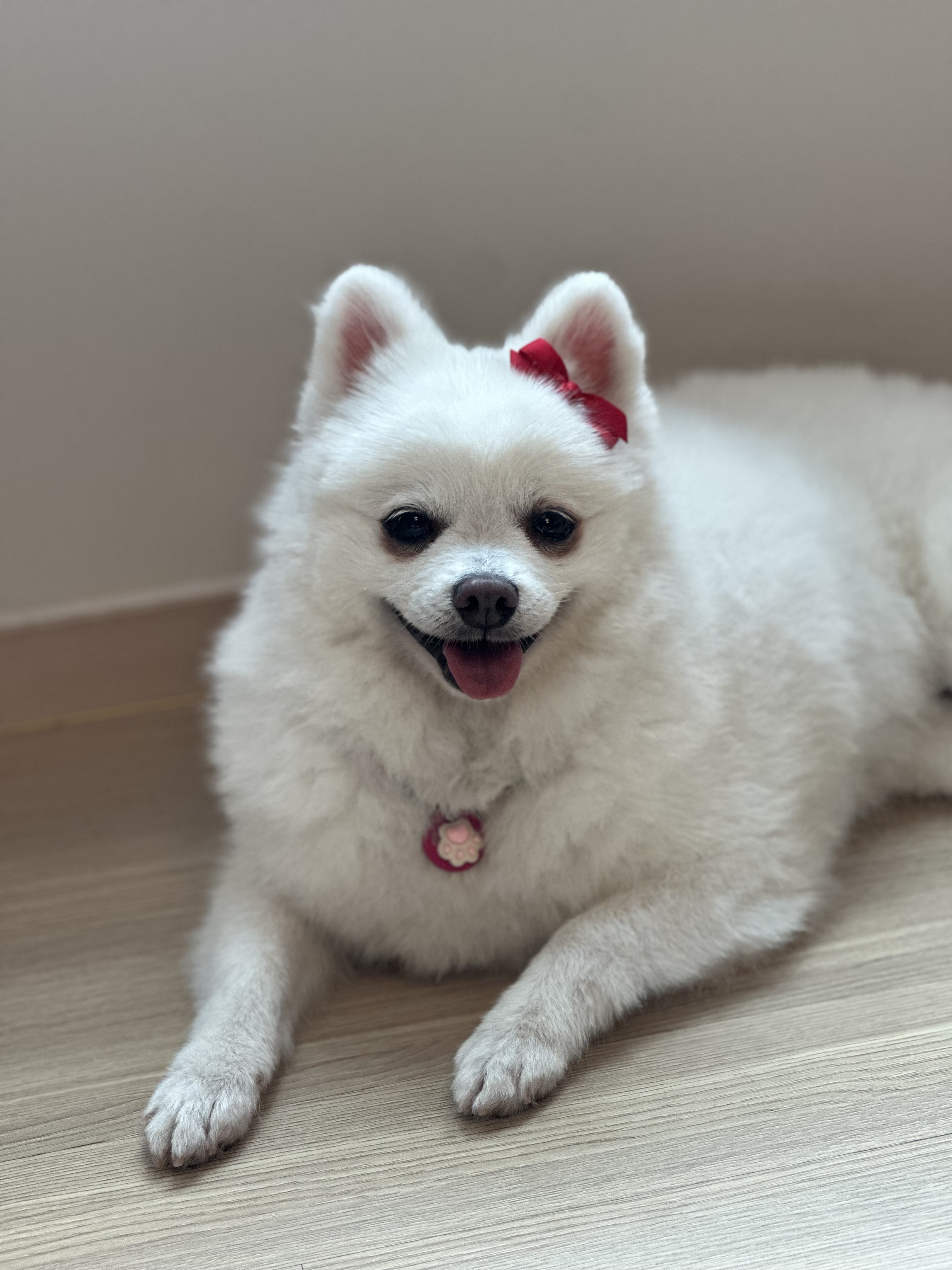 사랑스러운 하유가 저희집에 온지 일주일이 되었네요