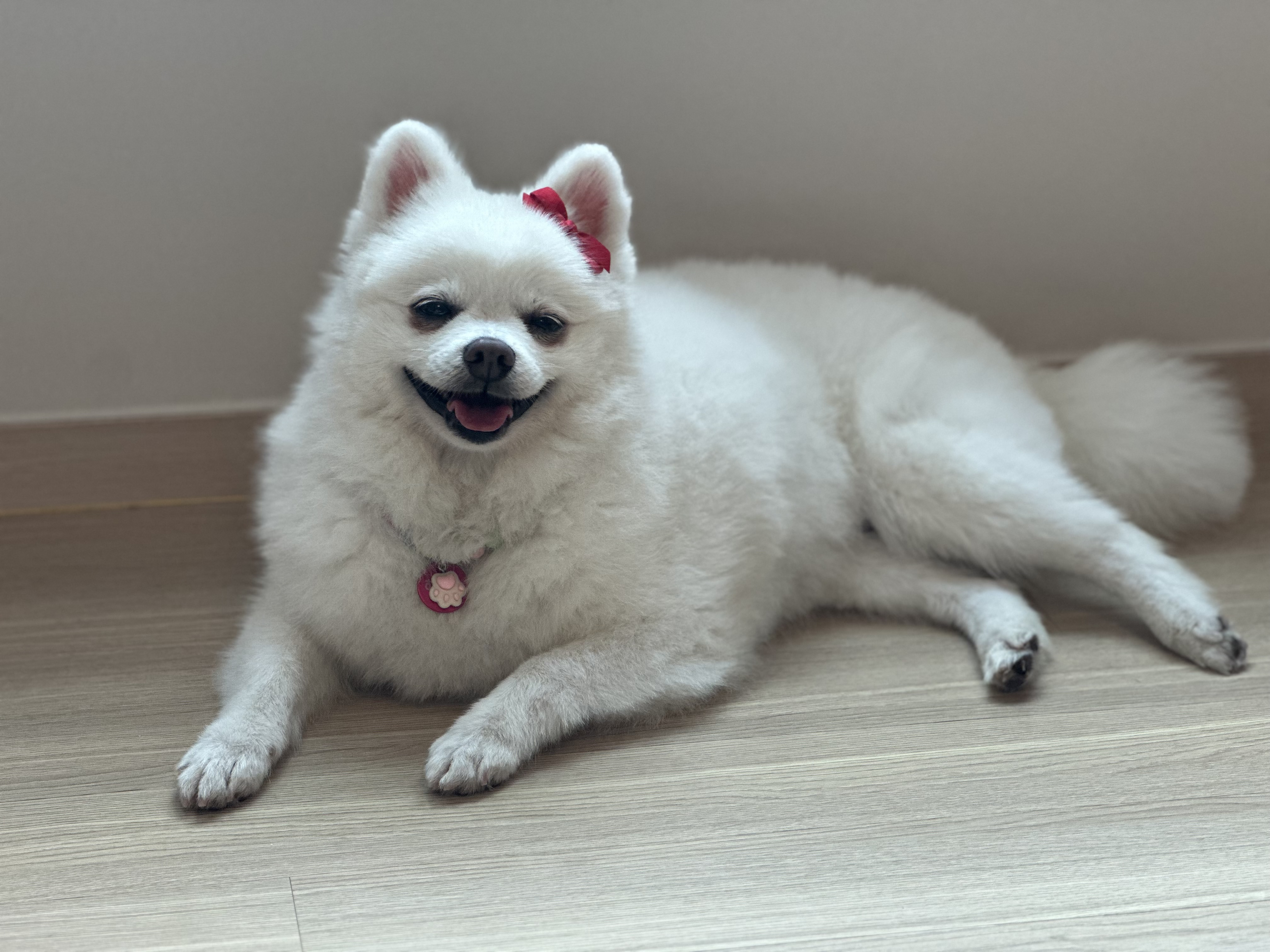 사랑스러운 하유가 저희집에 온지 일주일이 되었네요
