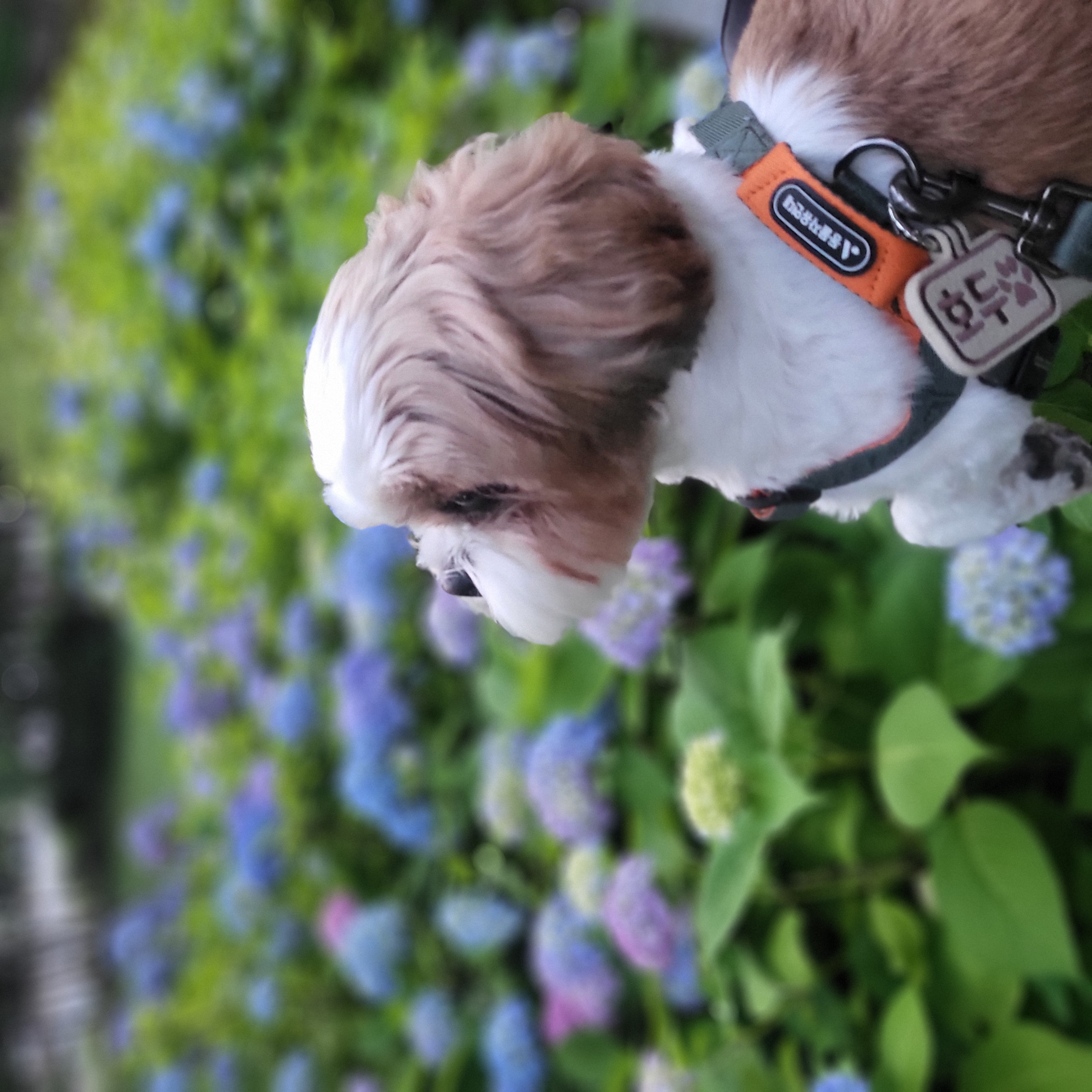 호두 (구 용용이) 