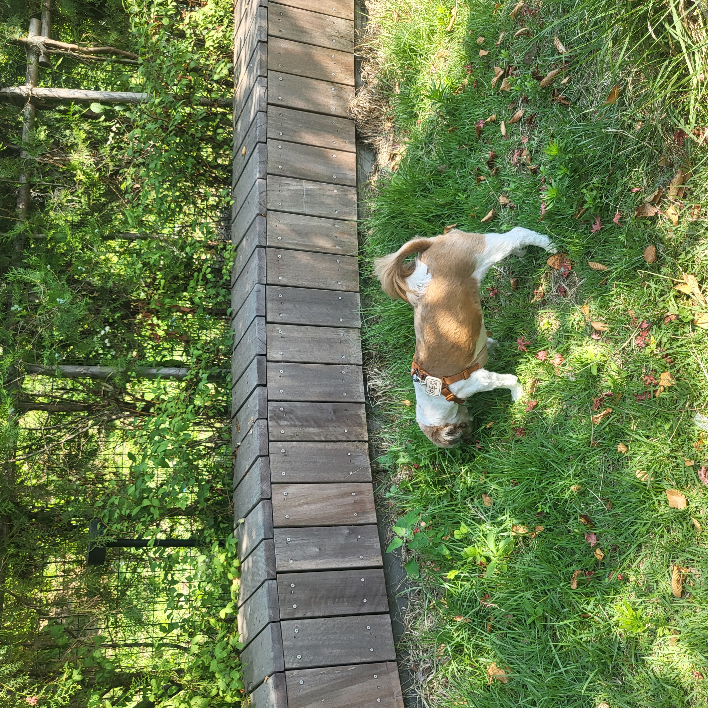 호두 (구 용용이) 