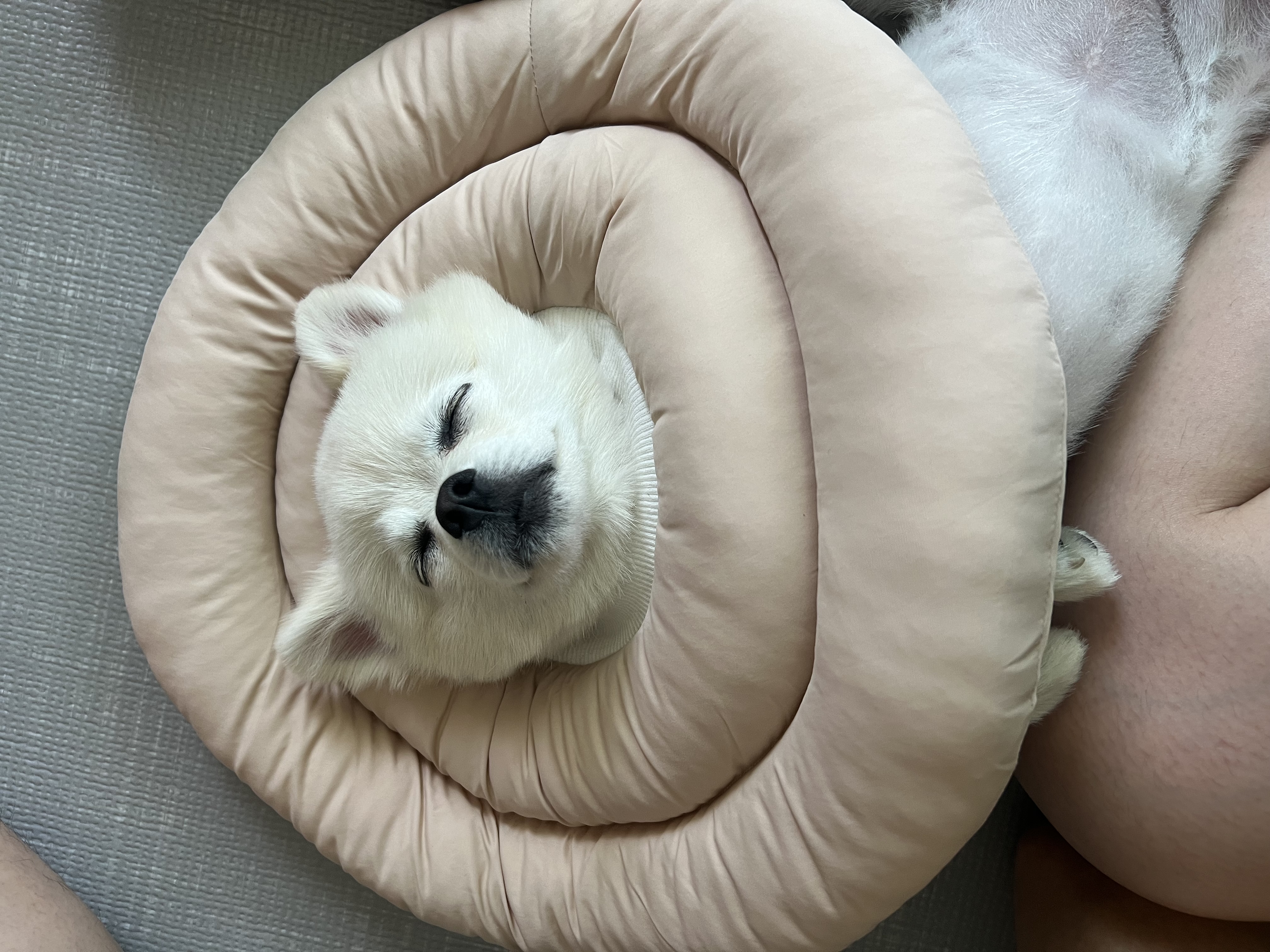 소리(구 소령이) 가족된지 세달됐어요