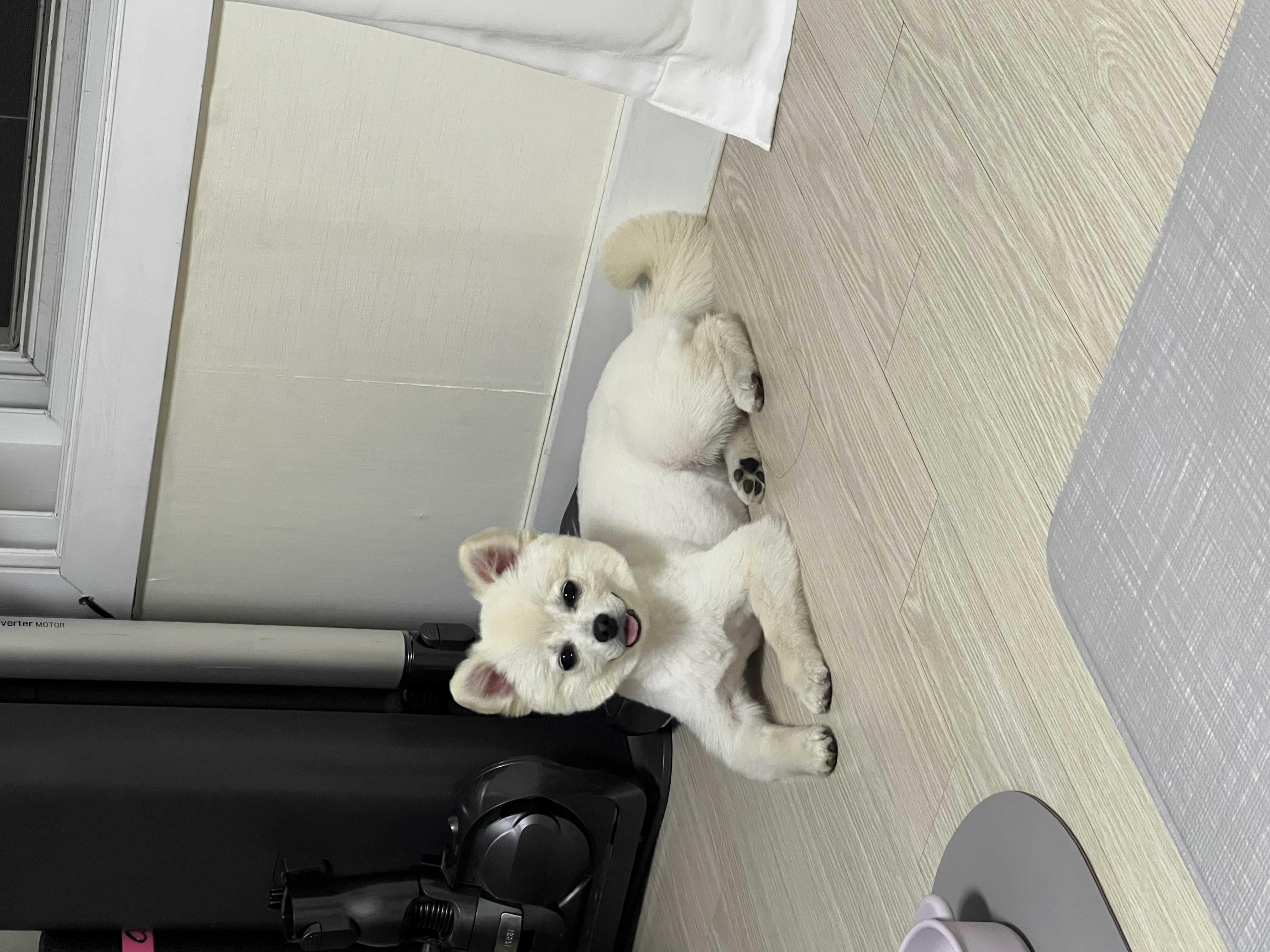 소리(구 소령이) 가족된지 세달됐어요