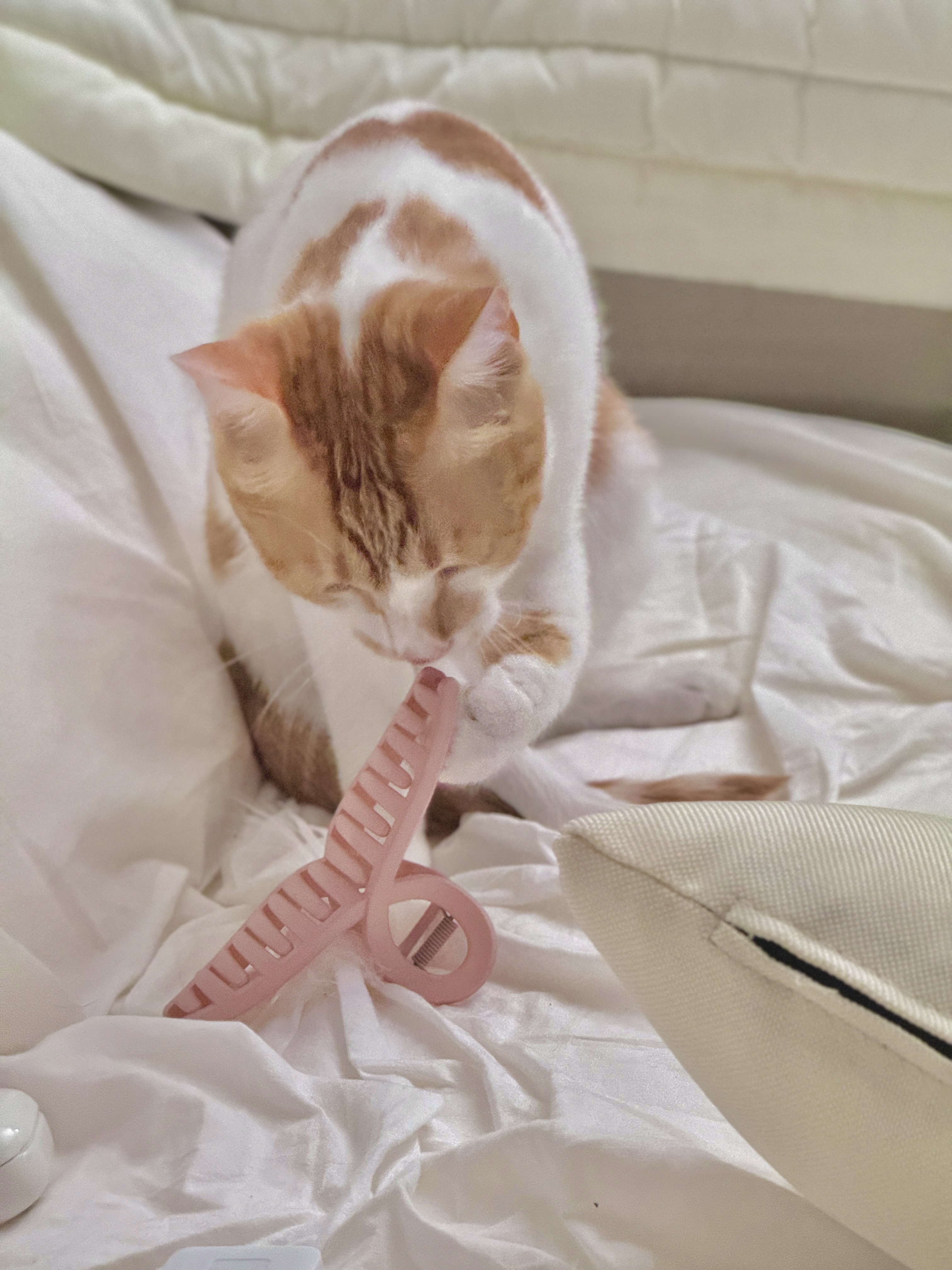 가족이 된 지 한 달이 지난 하루(윤슬이)의 모습