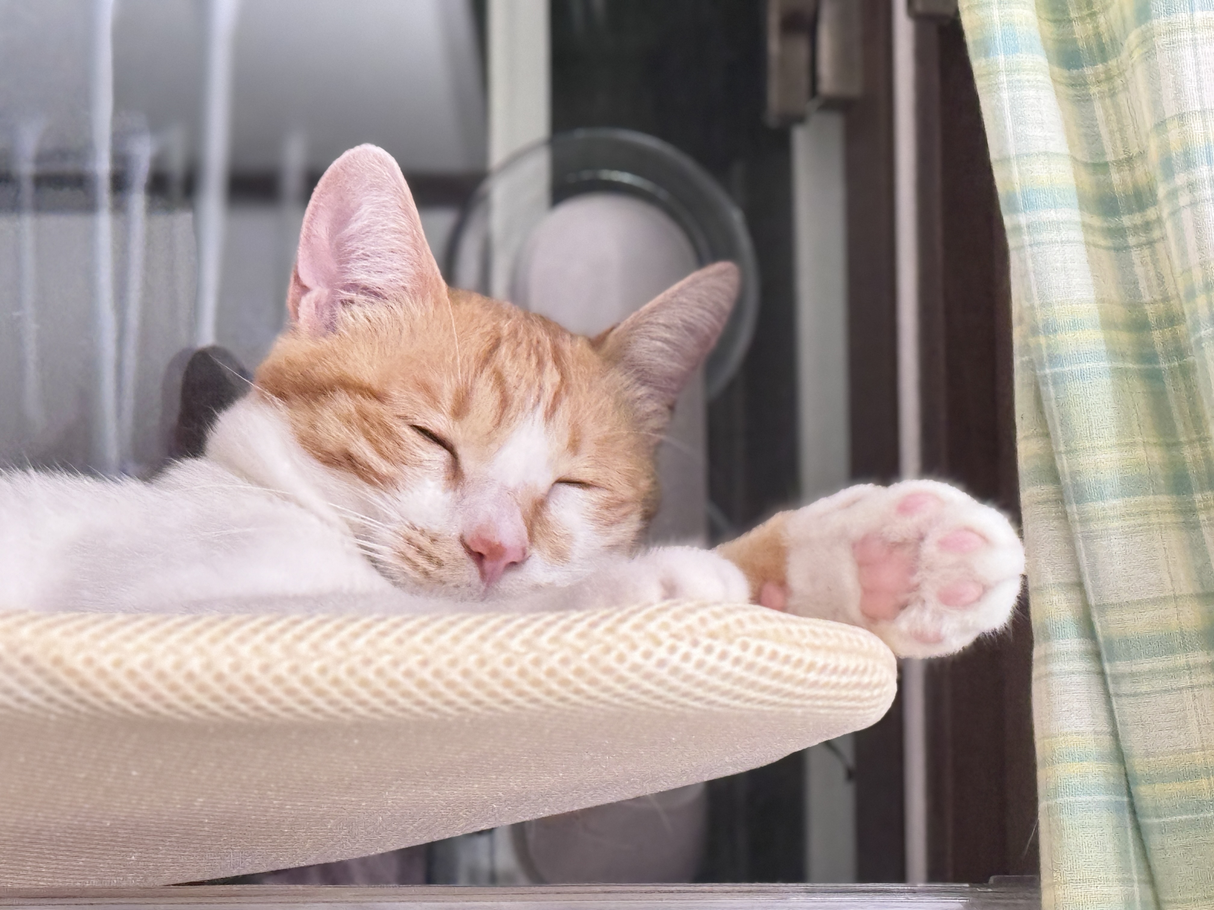 가족이 된 지 한 달이 지난 하루(윤슬이)의 모습