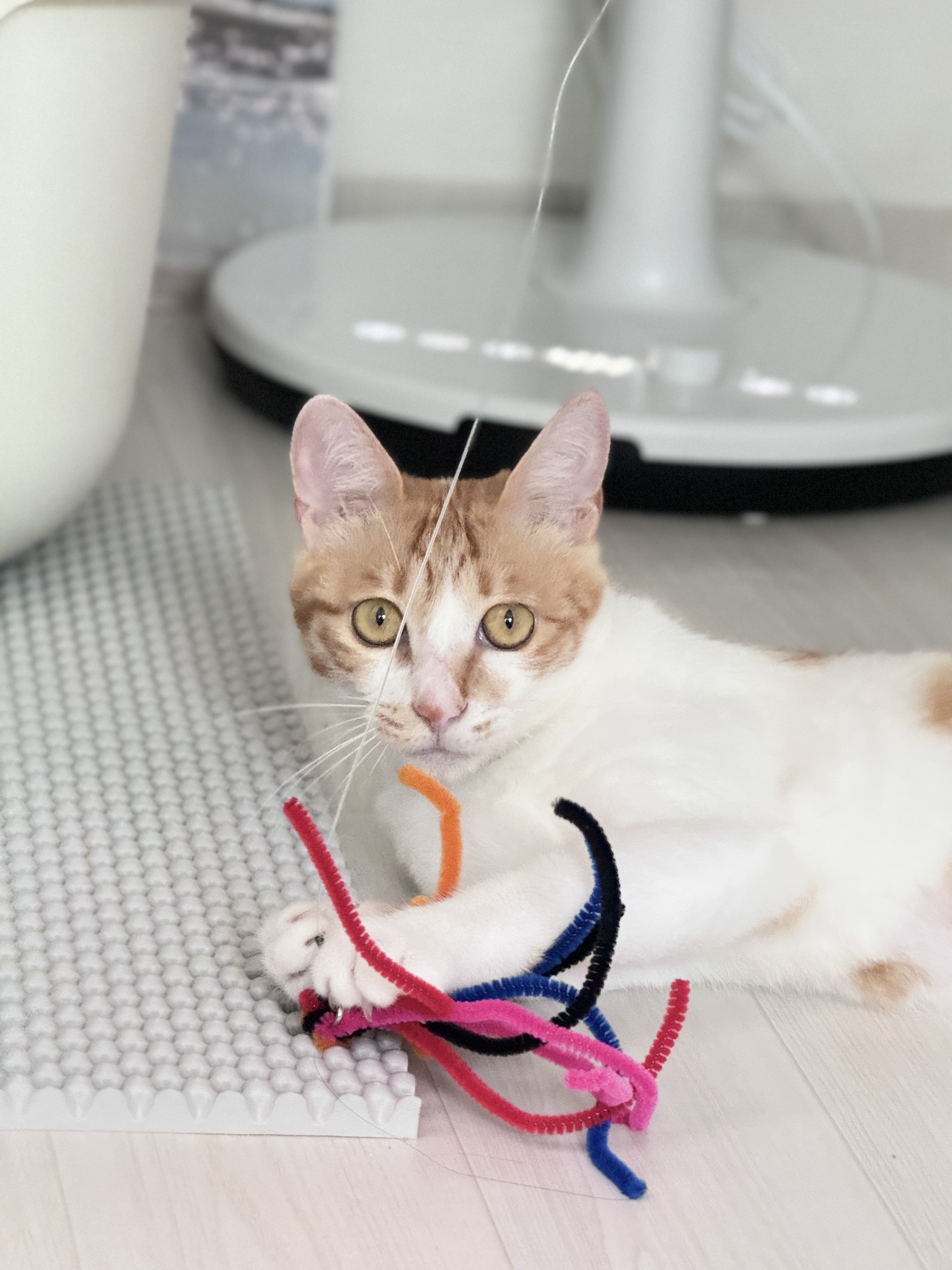 가족이 된 지 한 달이 지난 하루(윤슬이)의 모습
