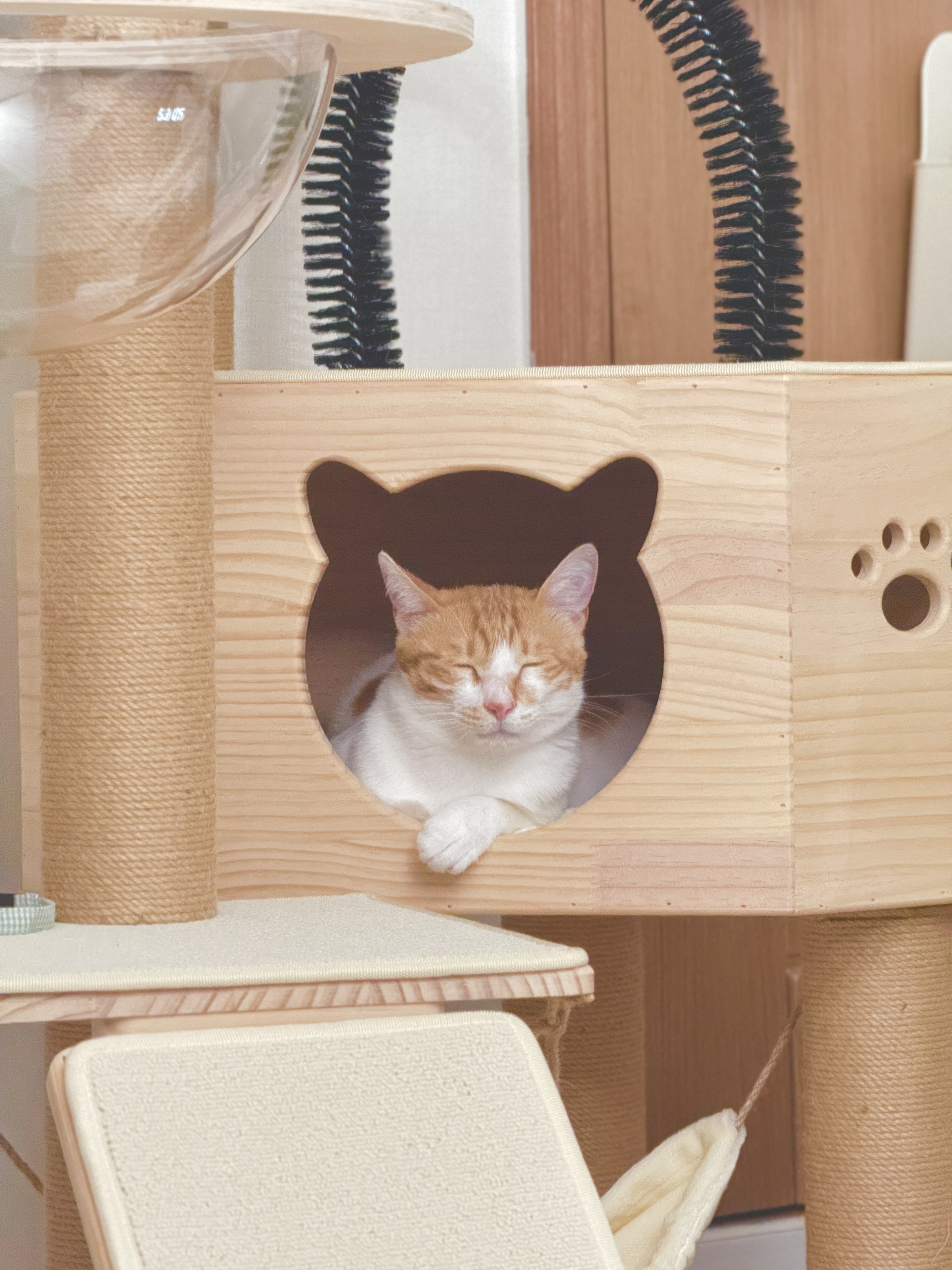 가족이 된 지 한 달이 지난 하루(윤슬이)의 모습