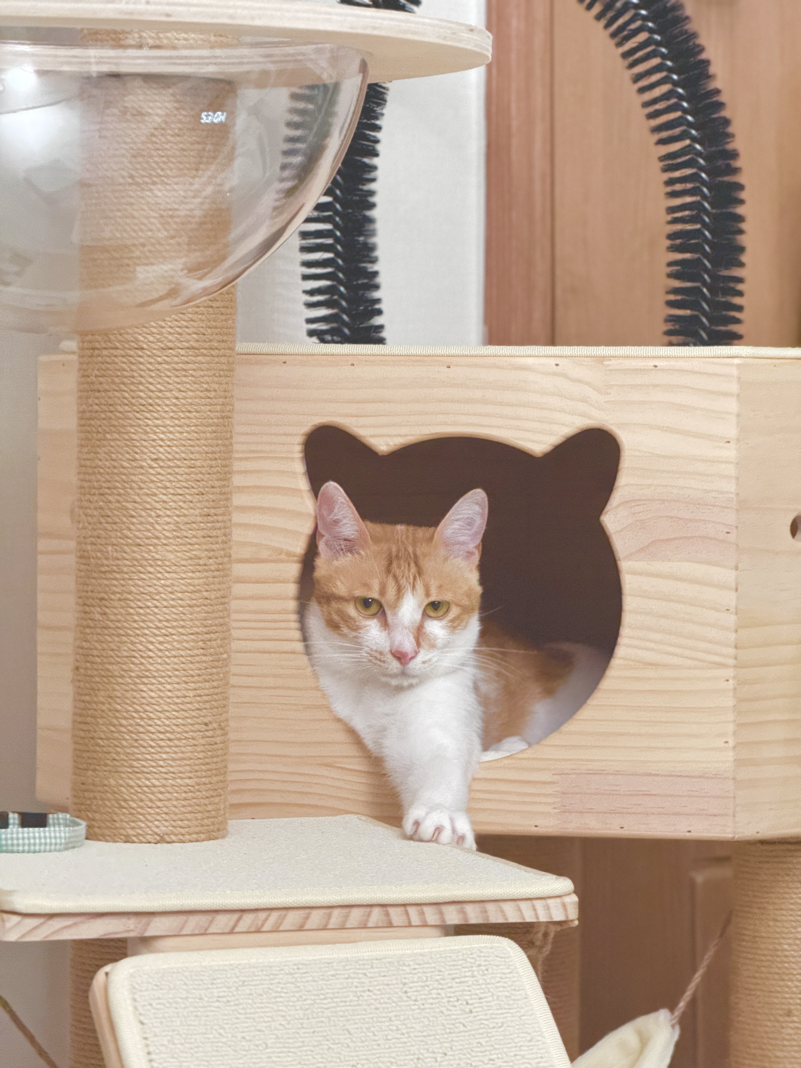 가족이 된 지 한 달이 지난 하루(윤슬이)의 모습