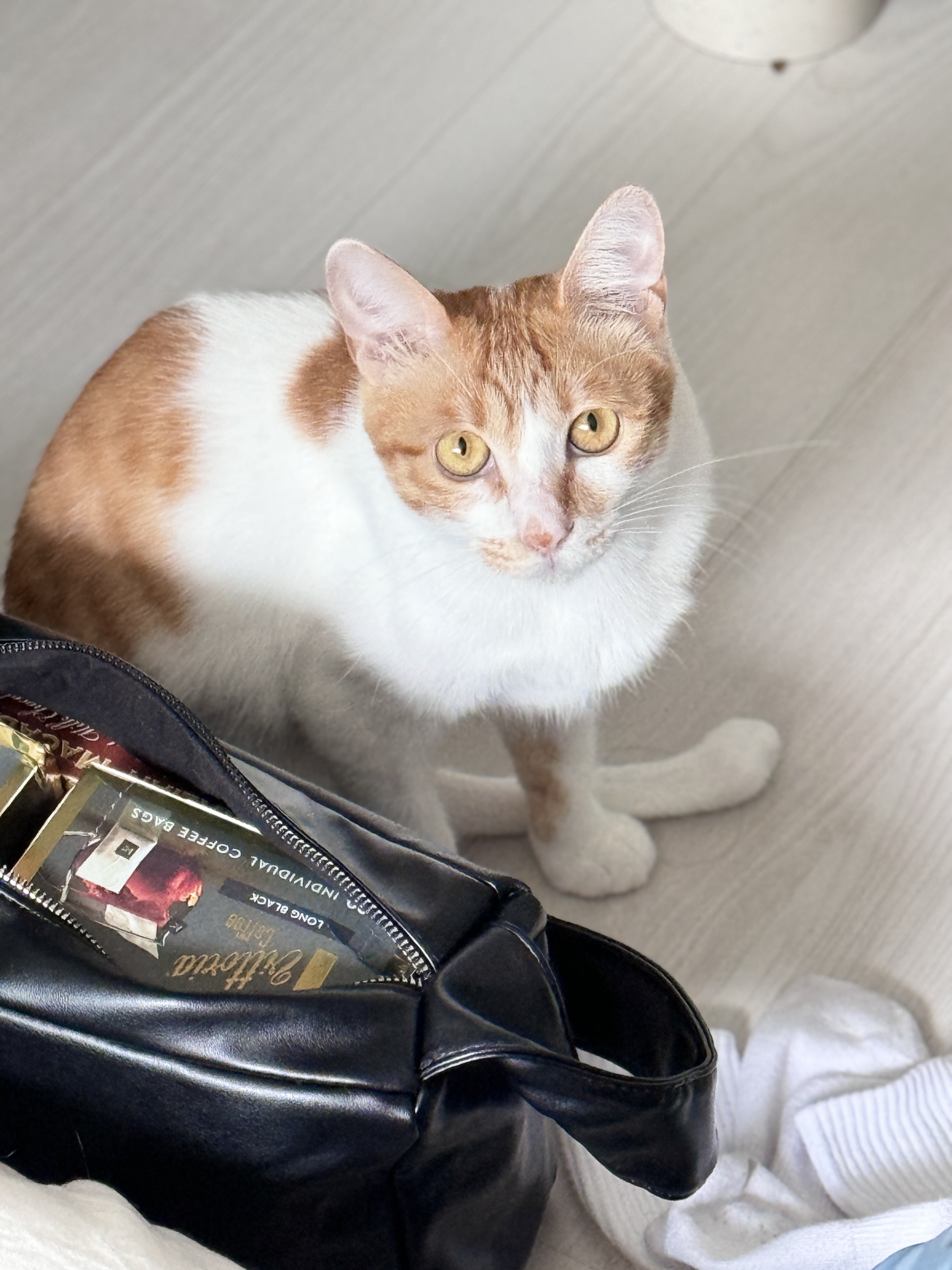 가족이 된 지 한 달이 지난 하루(윤슬이)의 모습