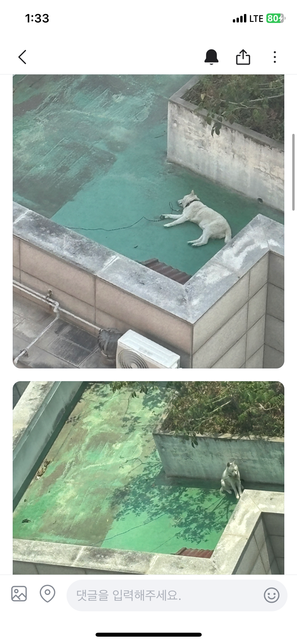 옥상에 진돗개 방치