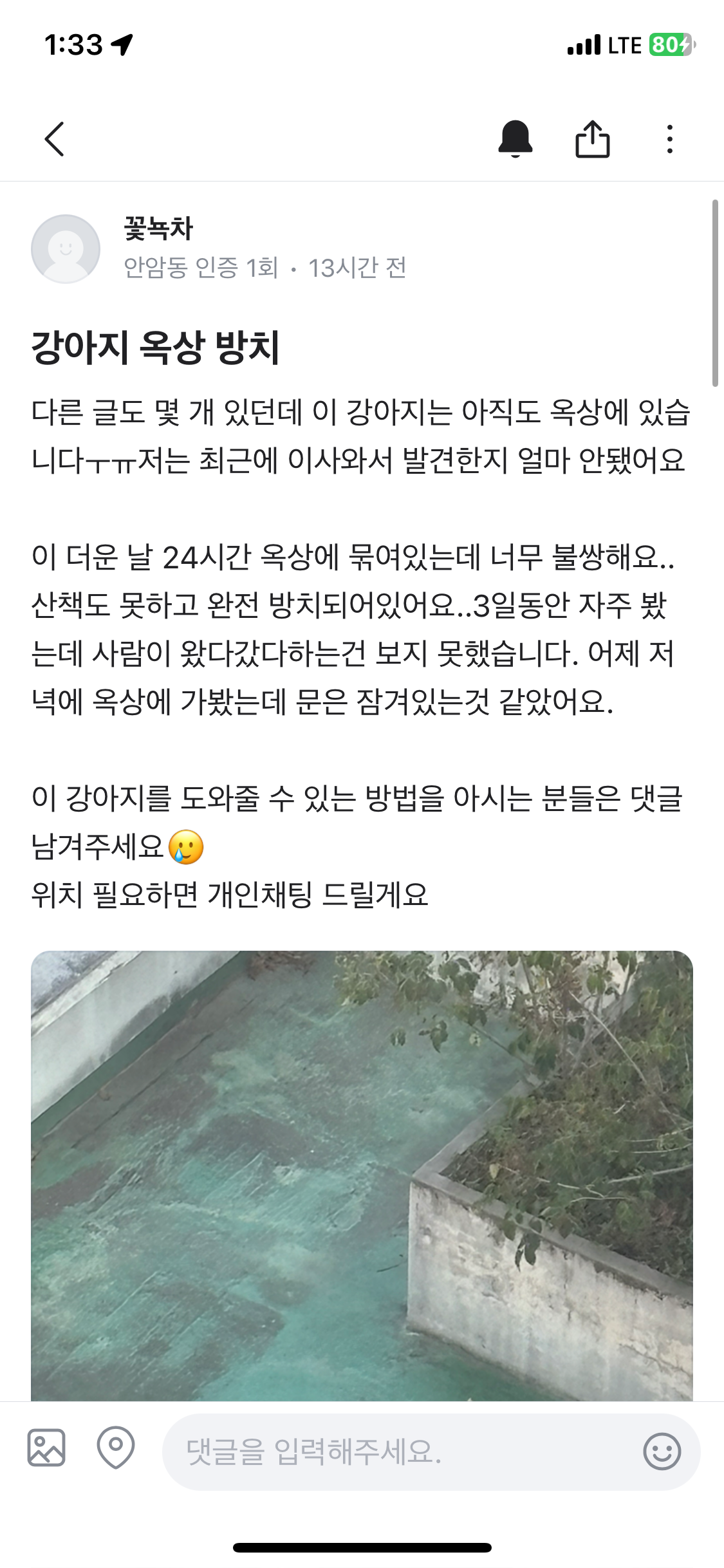 옥상에 진돗개 방치