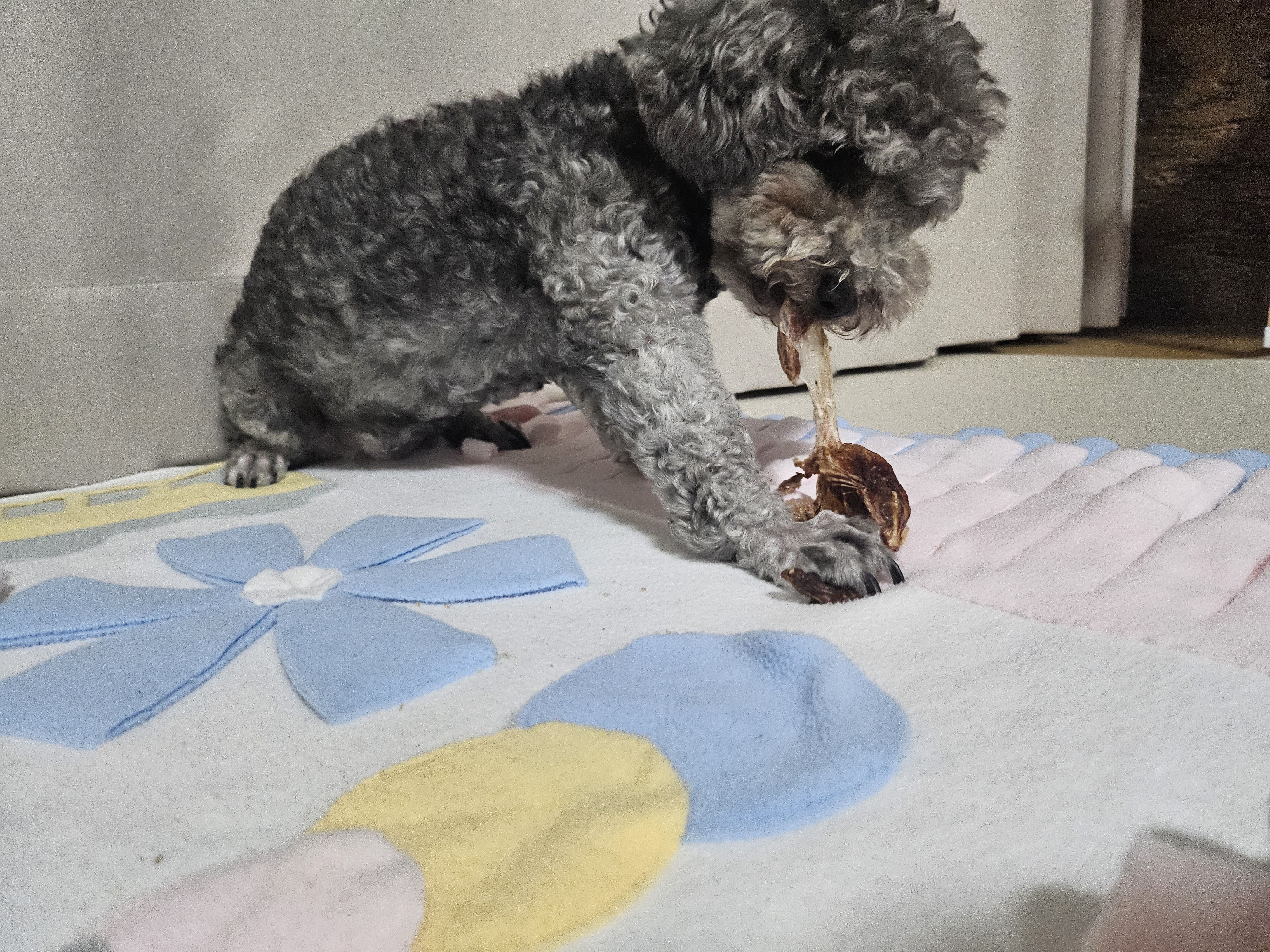 까순이(까니) 3개월차 임보 소식입니다.