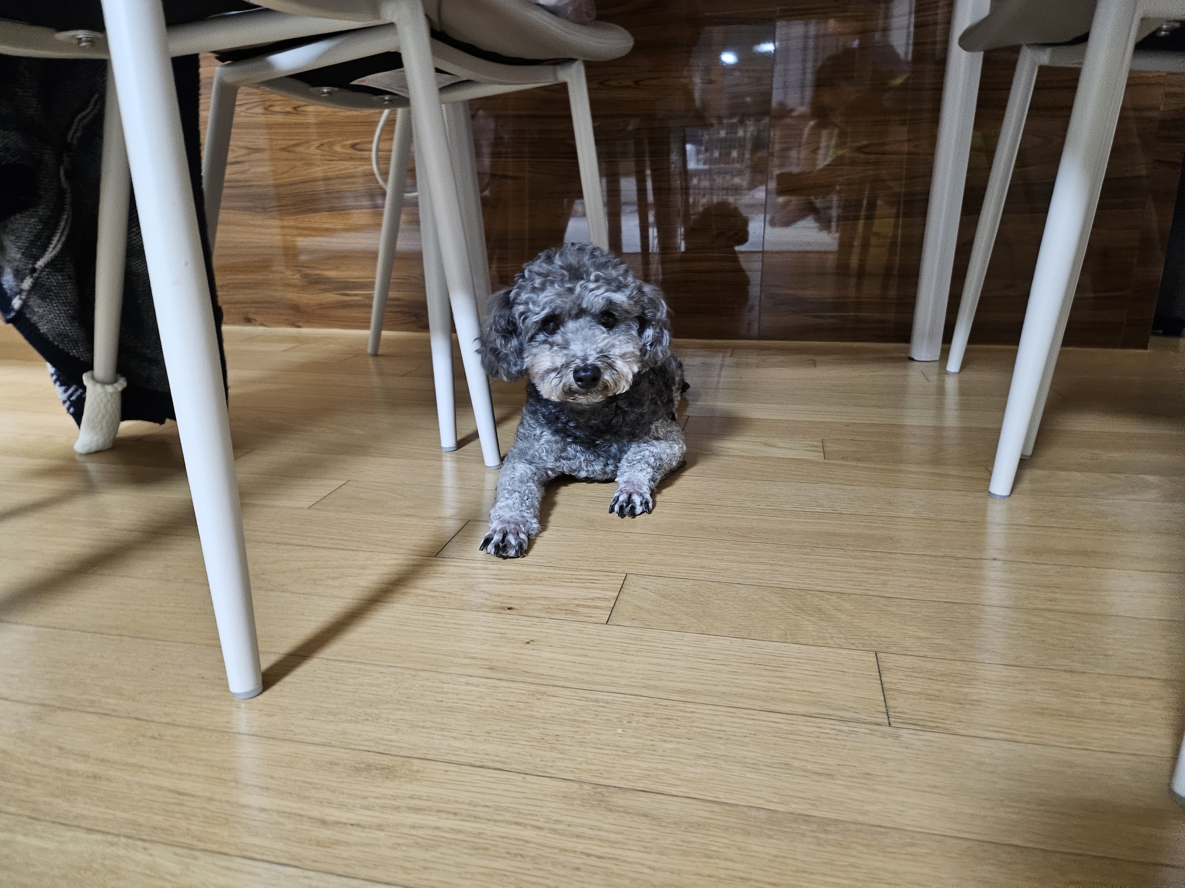 까순이(까니) 3개월차 임보 소식입니다.
