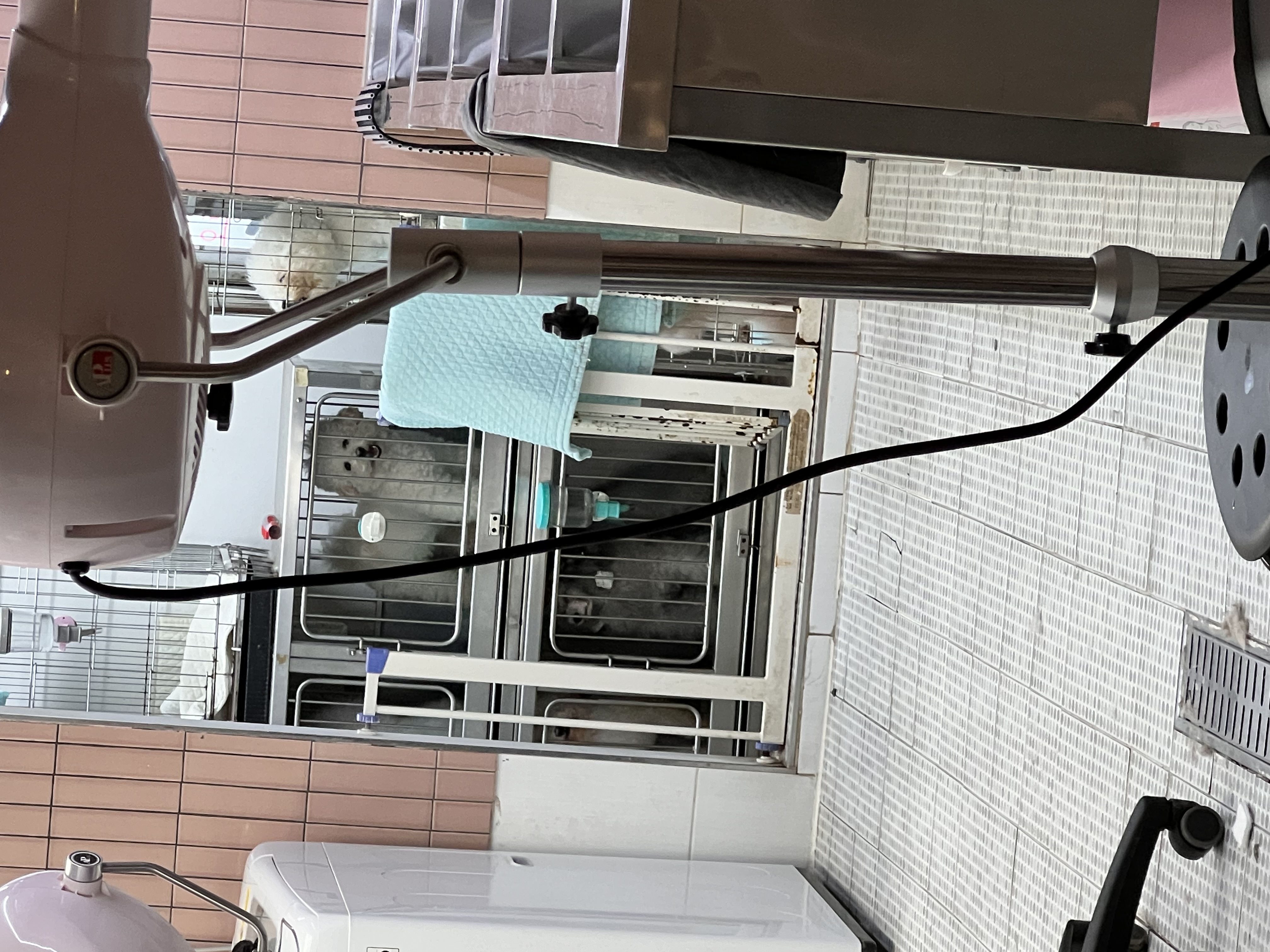 반려견미용학원 학대 증거