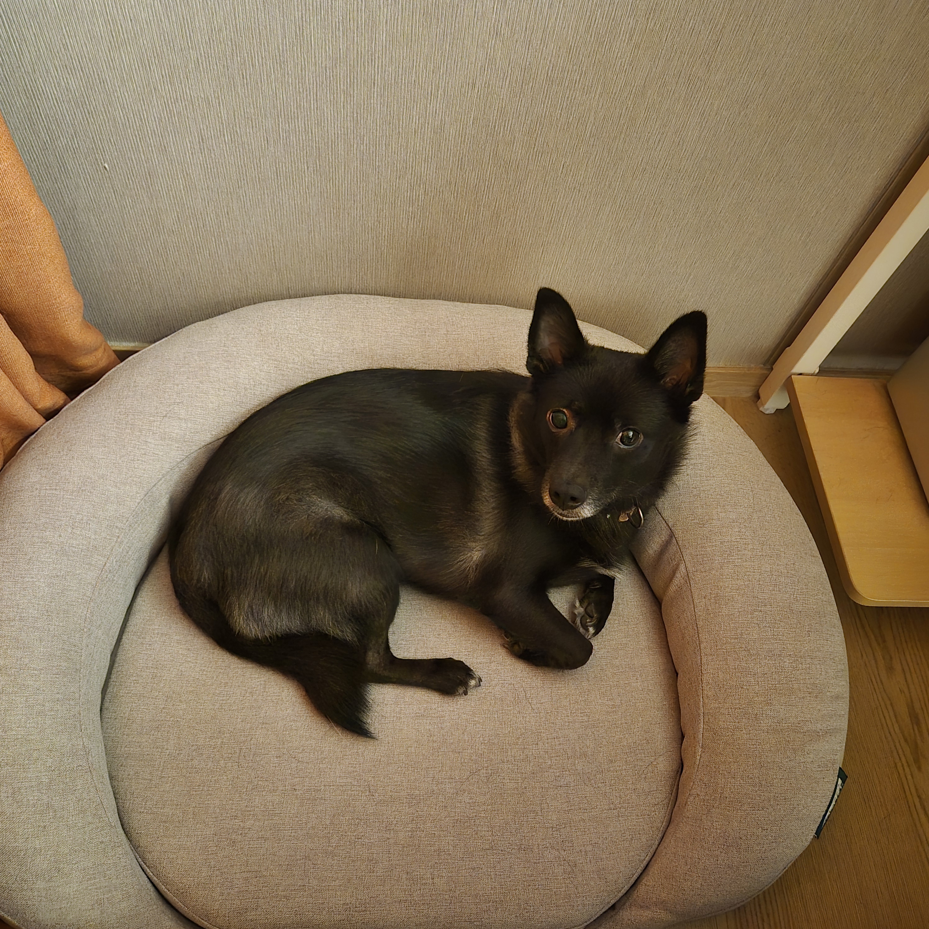 달곰이 근황