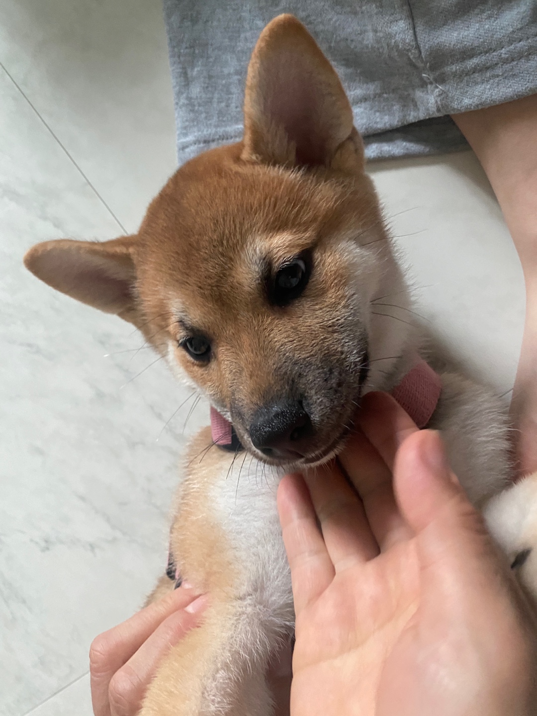 [입양 1개월 후기] 쫄이 자견 쫄랑이(현 : 토리) 입양 후기