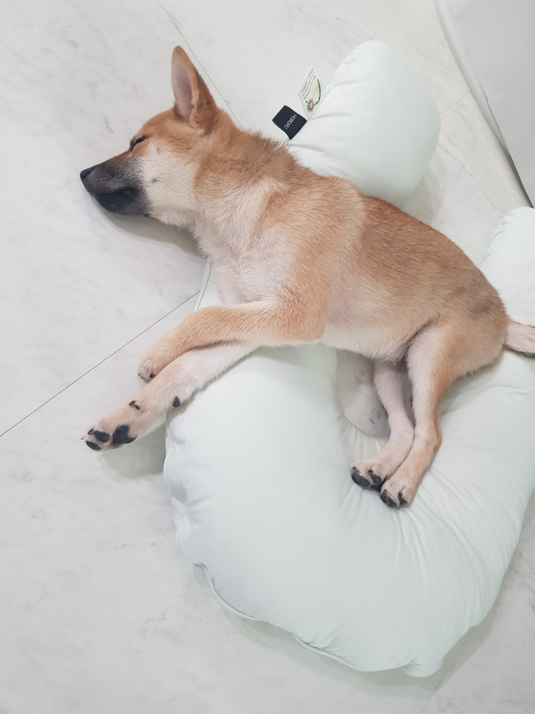 [입양 1개월 후기] 쫄이 자견 쫄랑이(현 : 토리) 입양 후기