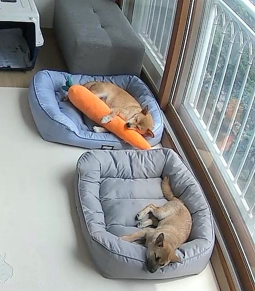 금동이 (쫄이) 입양 한달 후기 