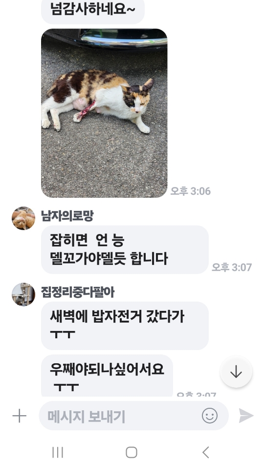 (절박함) 길에서 사고로 다리를 절단하게 된, 젖먹이를 둔 어미 고양이 사연입니다.