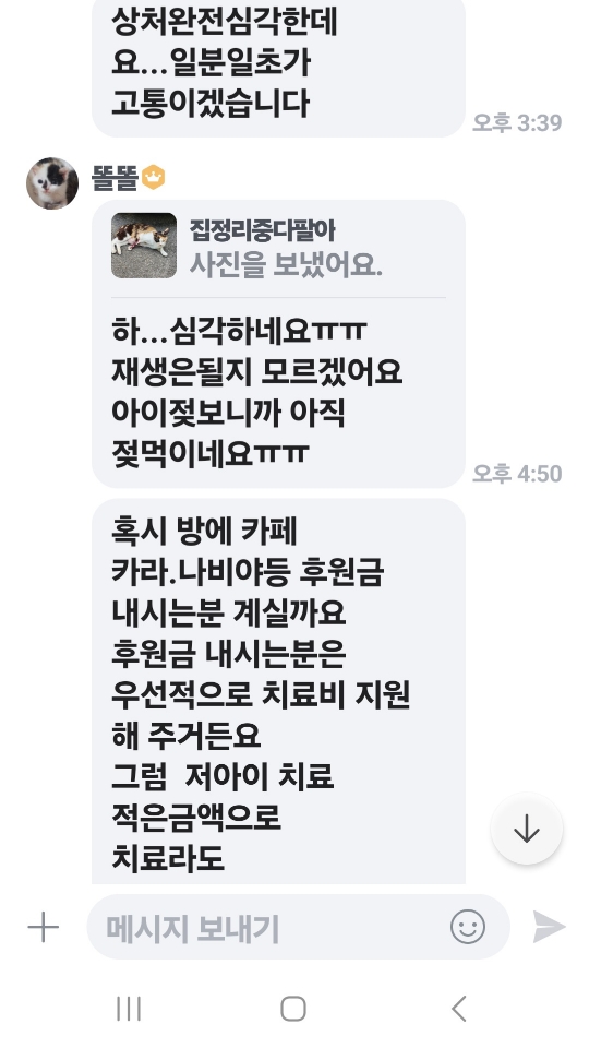 (절박함) 길에서 사고로 다리를 절단하게 된, 젖먹이를 둔 어미 고양이 사연입니다.