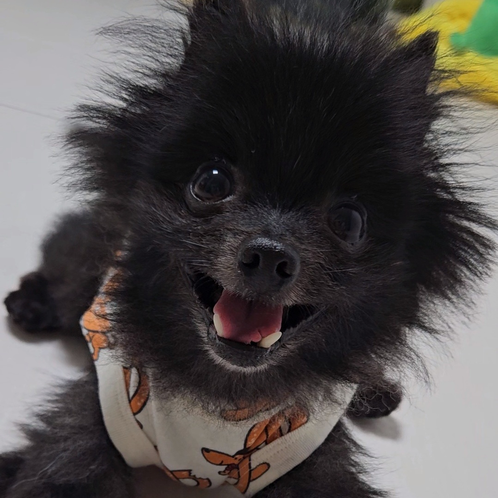 까곰이 한달
