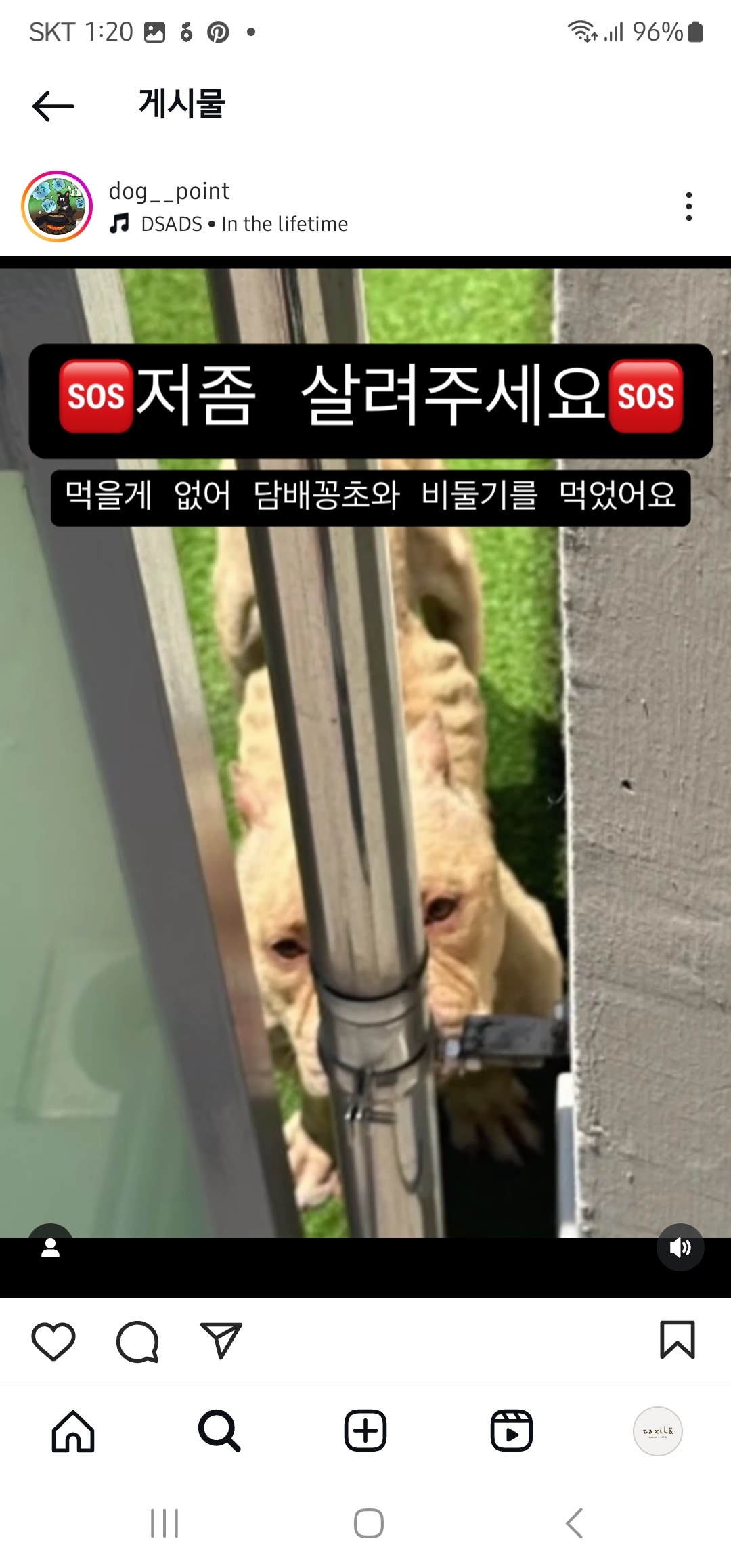 뼈만남은채  폭염속 오피스텔인스테라스에  방치된 불리 좀 살려주세요