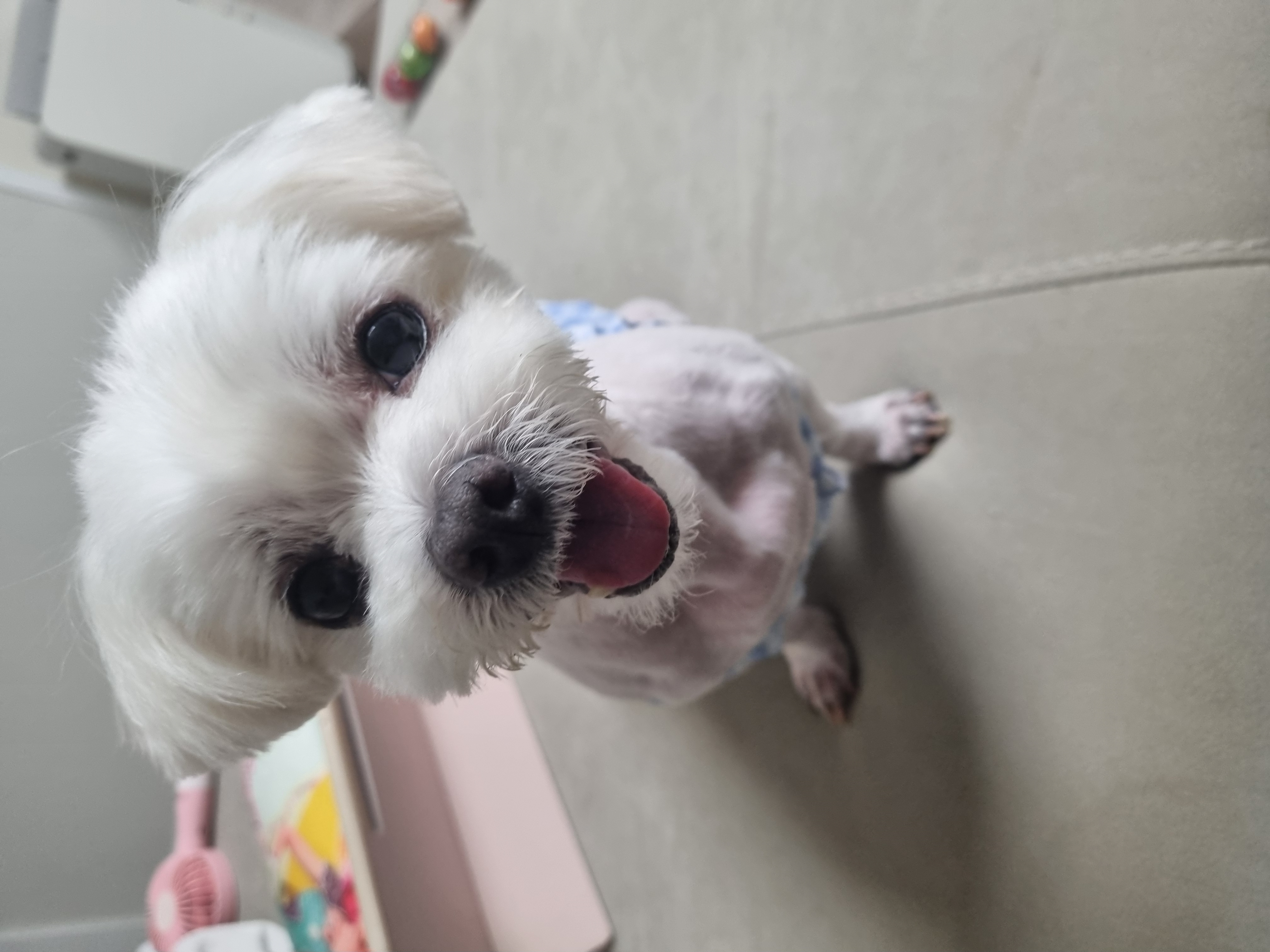 티코 입양65일
