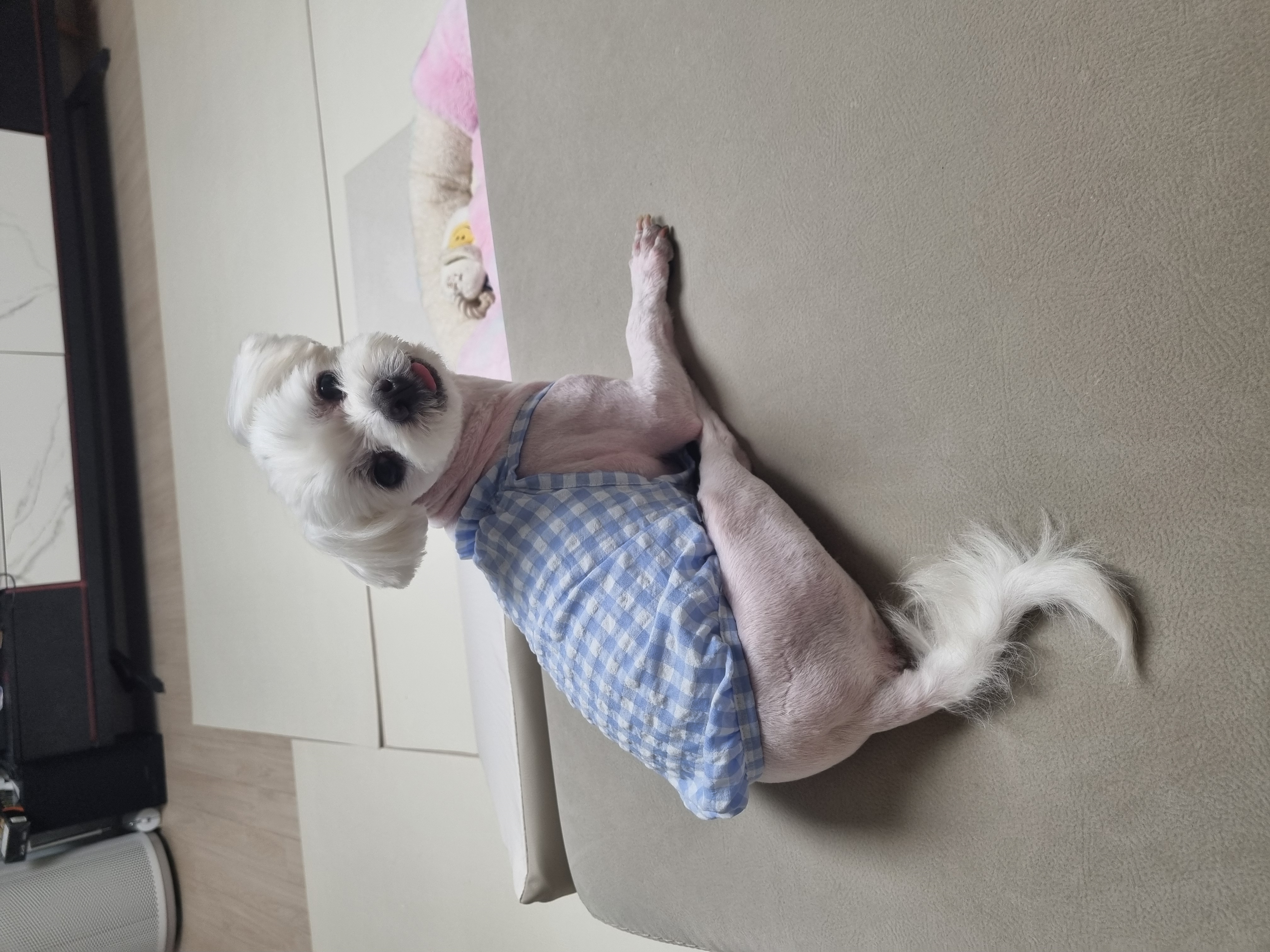 티코 입양65일