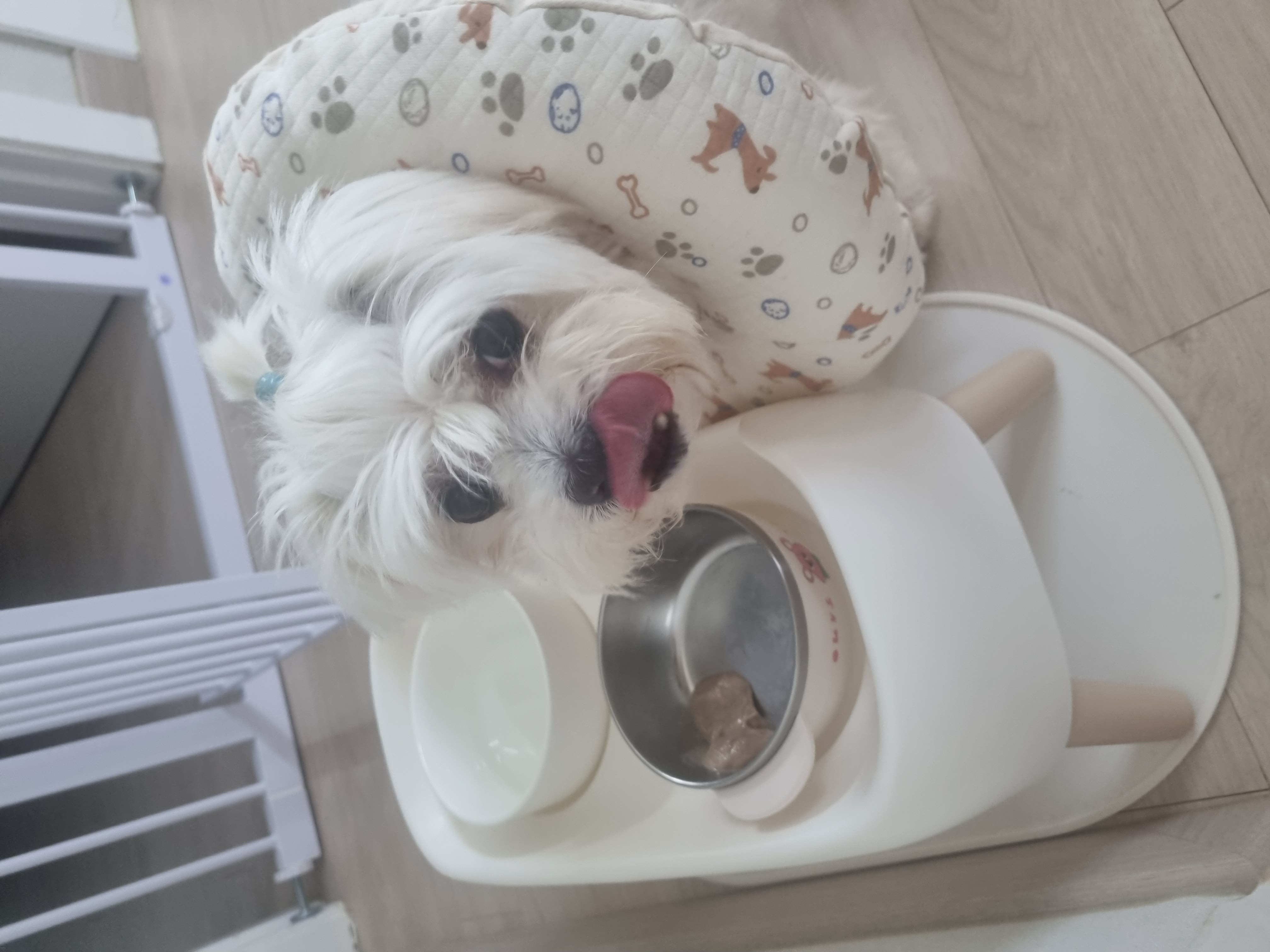 티코 입양65일