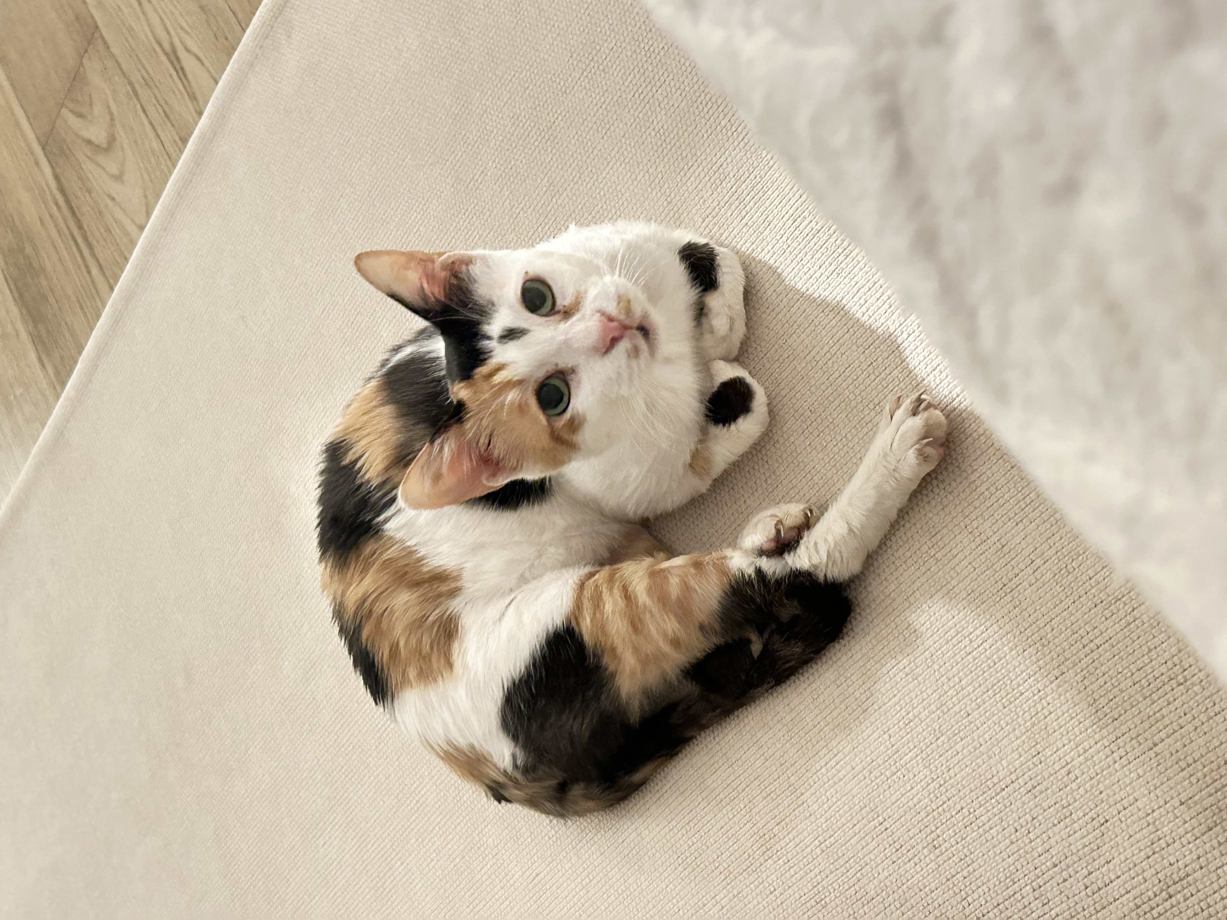 길고양이 문의글