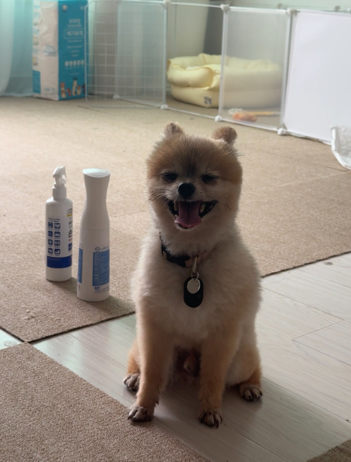 우디(갈뽀)와 함께한지 7일차! 첫 레포트@>_<@