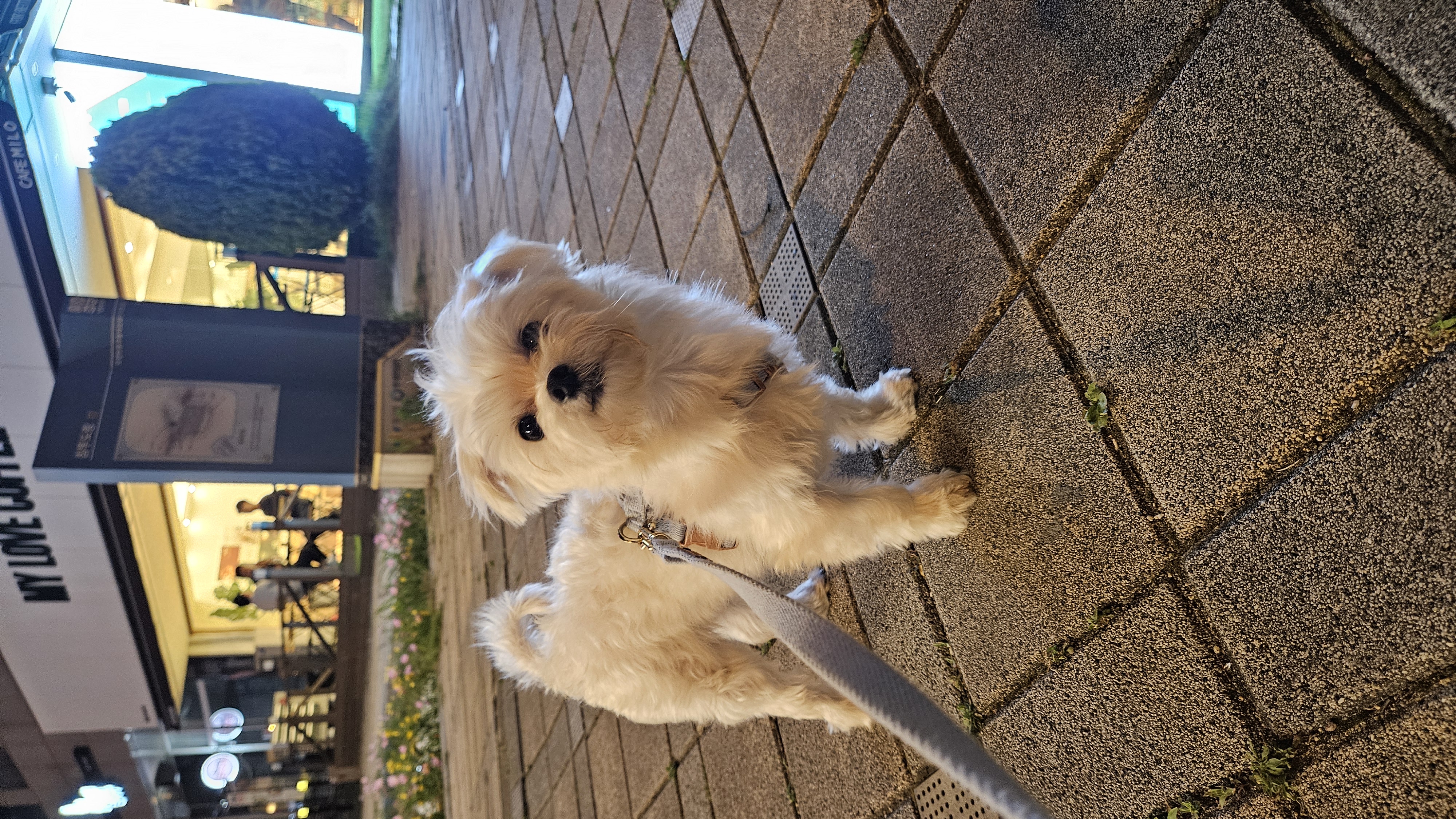 연두 (다미) 입양 3달 후기입니다!!