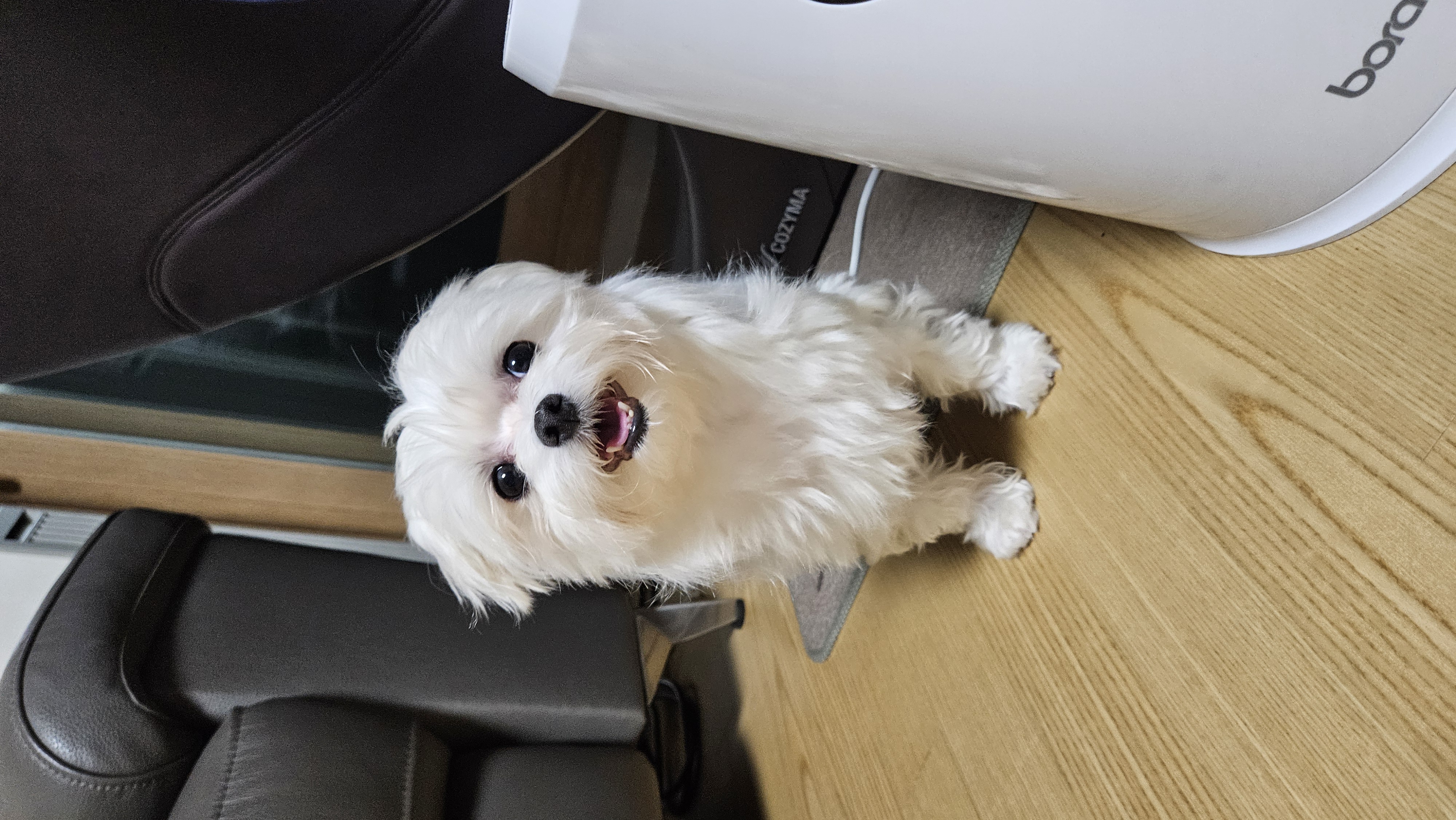 연두 (다미) 입양 3달 후기입니다!!
