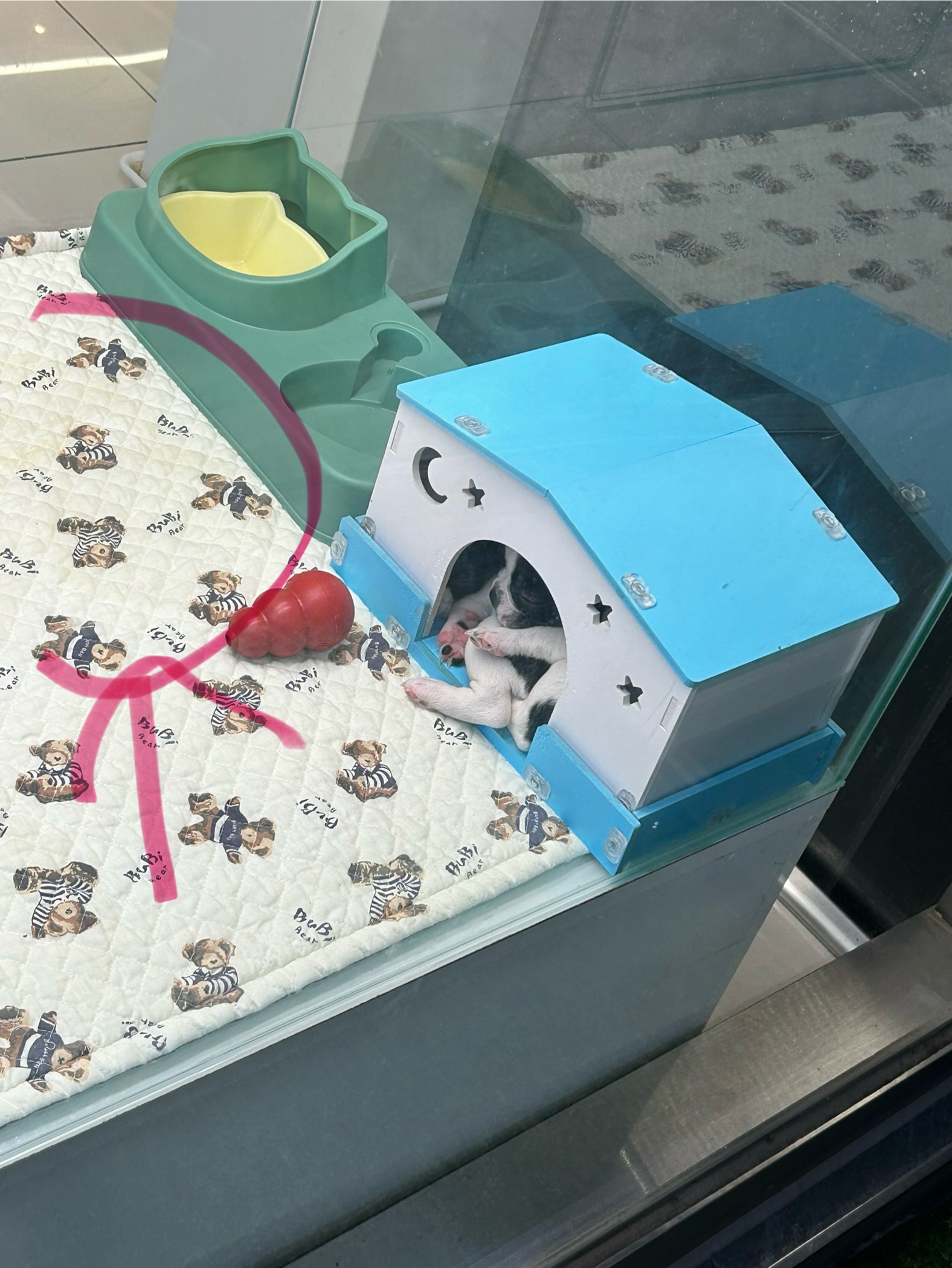 펫샵 내 위생 관리 미비로 인한 강아지 및 고양이 학대 제보