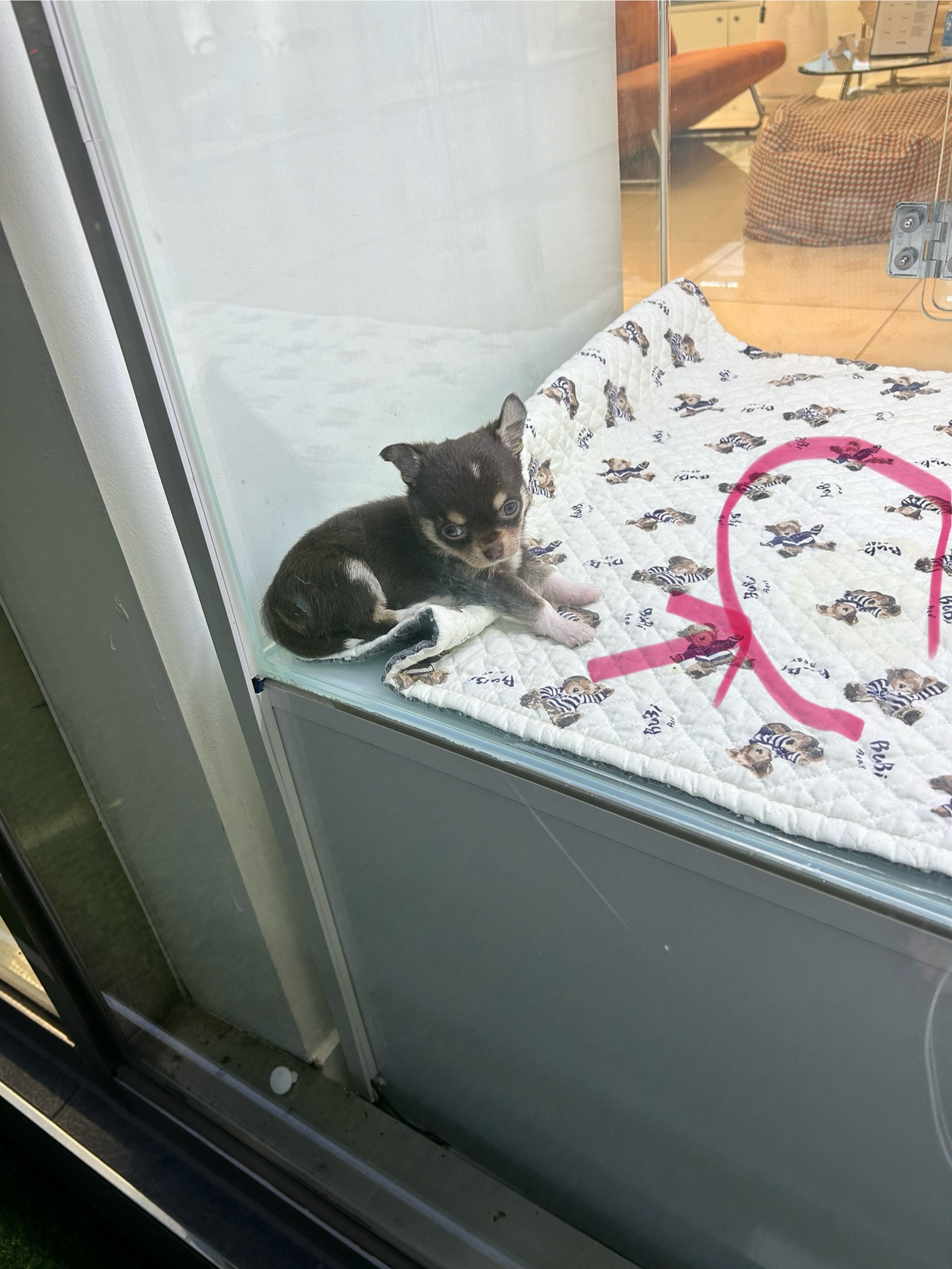 펫샵 내 위생 관리 미비로 인한 강아지 및 고양이 학대 제보