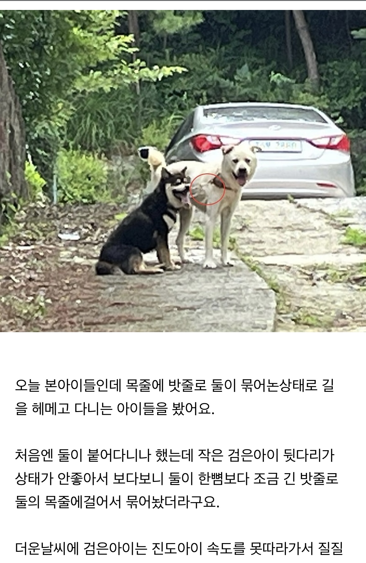 밧줄로 두마리를 묶어놓은 상태 뒷다리가 모두 빠진 아이가 질질 끌려다니고있어요 