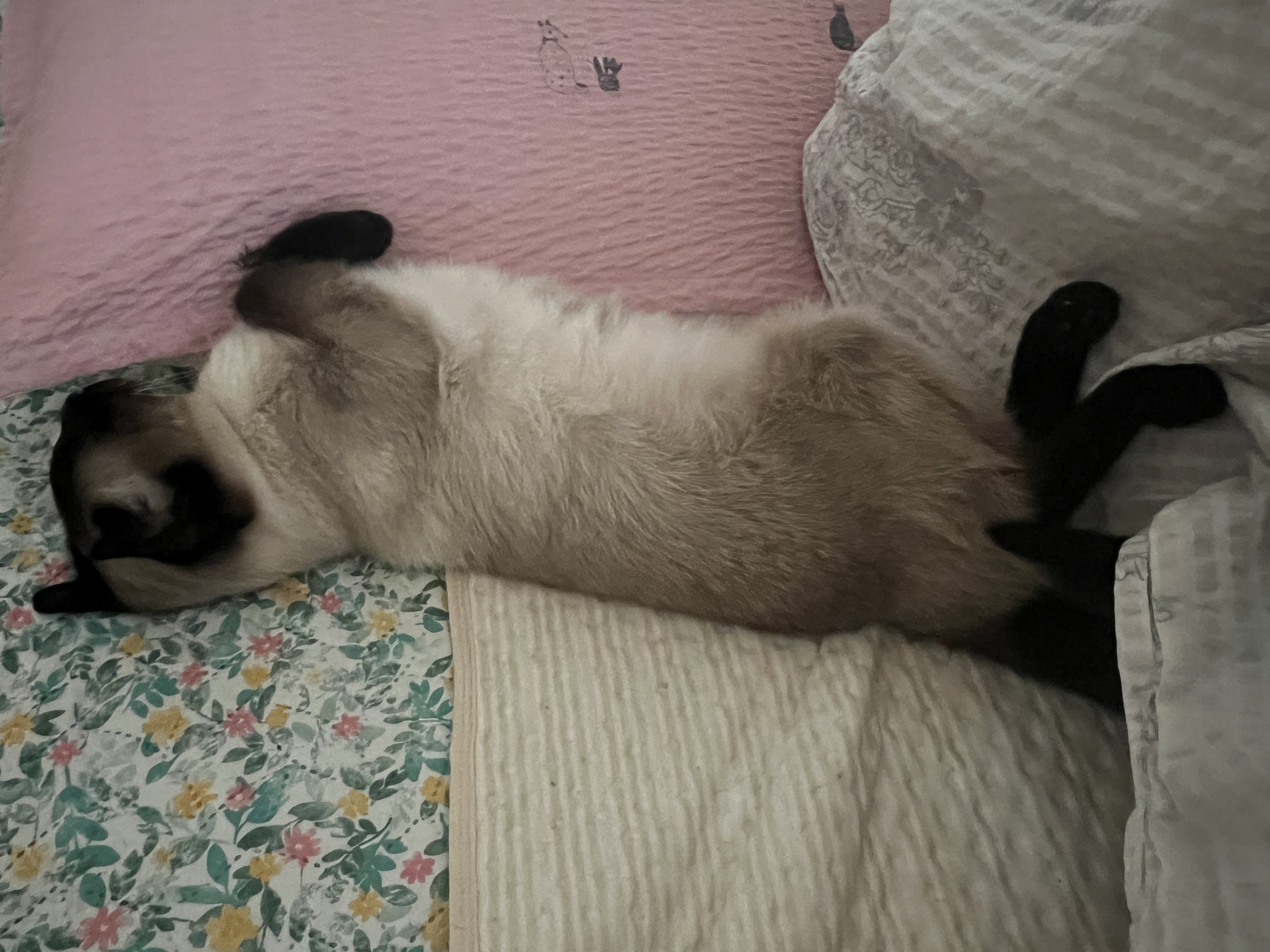 캐리 자는중~~