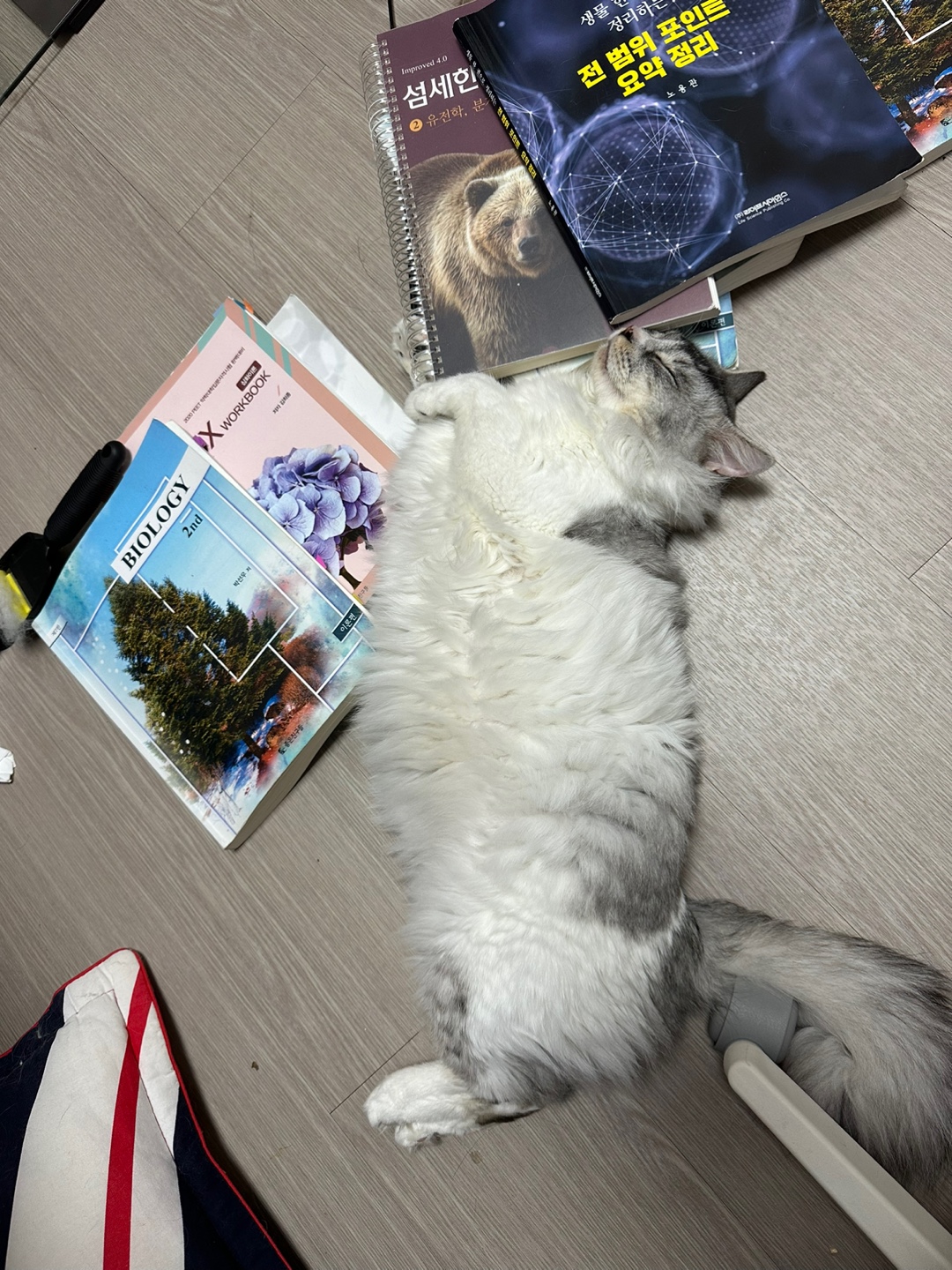 안녕하세요 율무(수미) 입양 3개월 후기입니다 