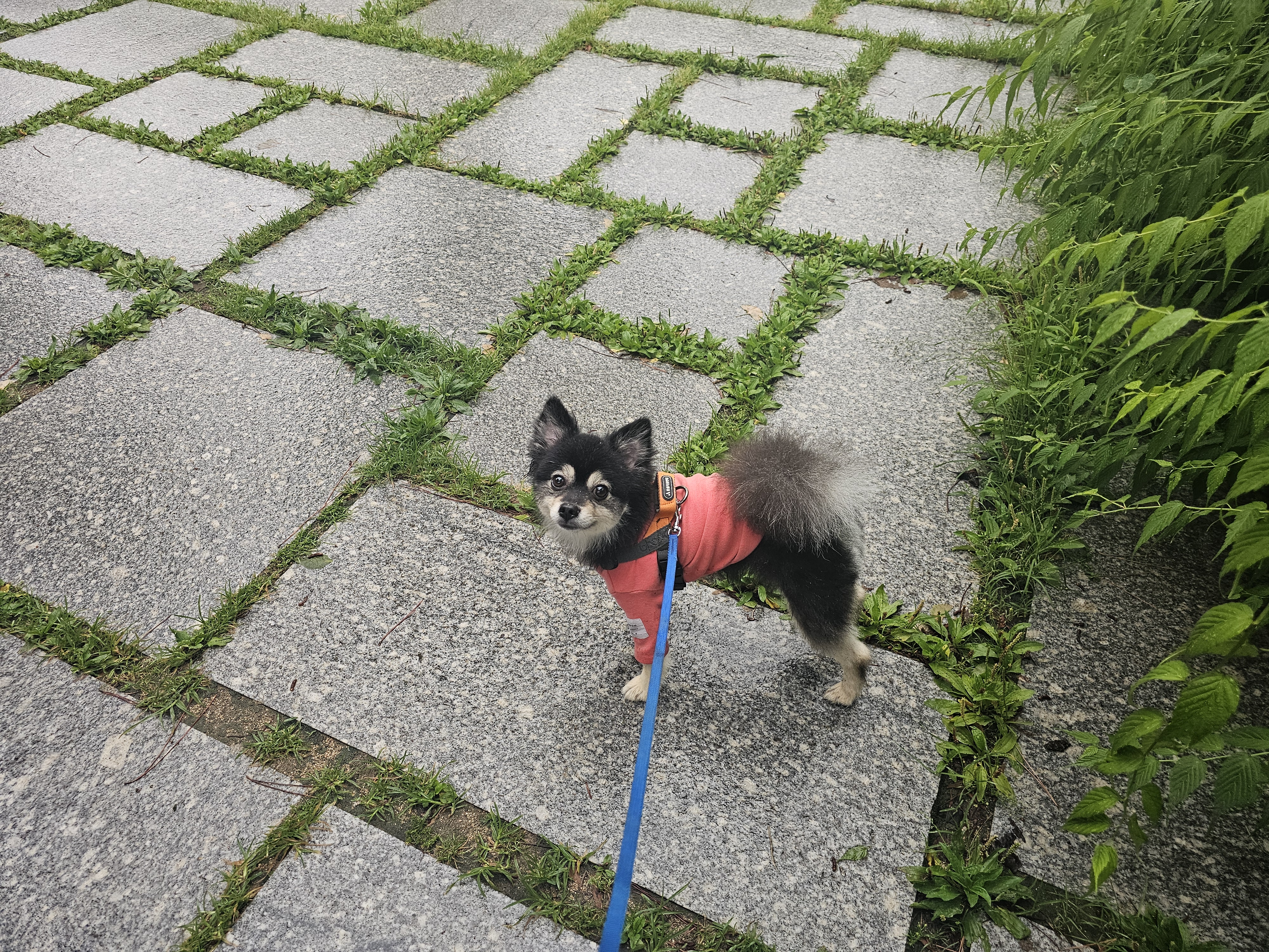 하초랑 