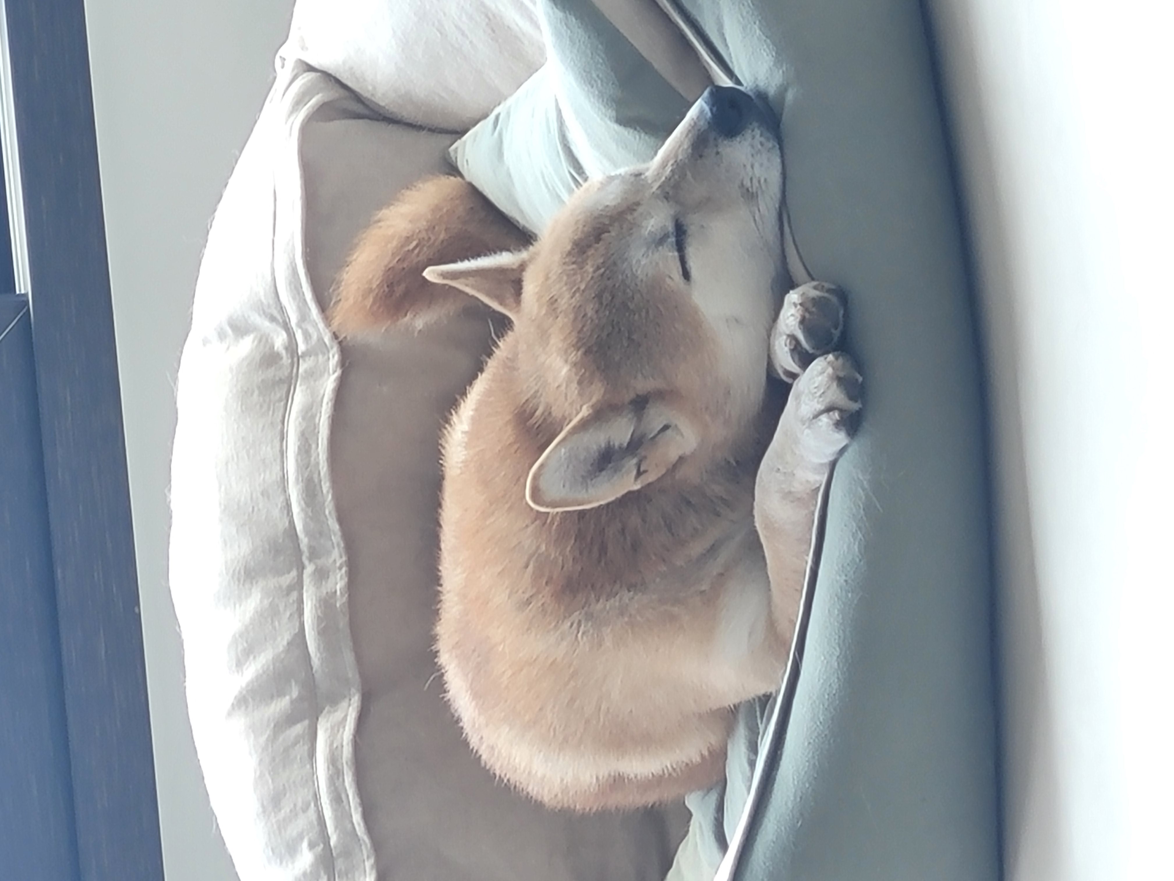 입양 3개월 (보령번식장 뚱이) 뚱땅이 어떻게 지내고 있을까요?