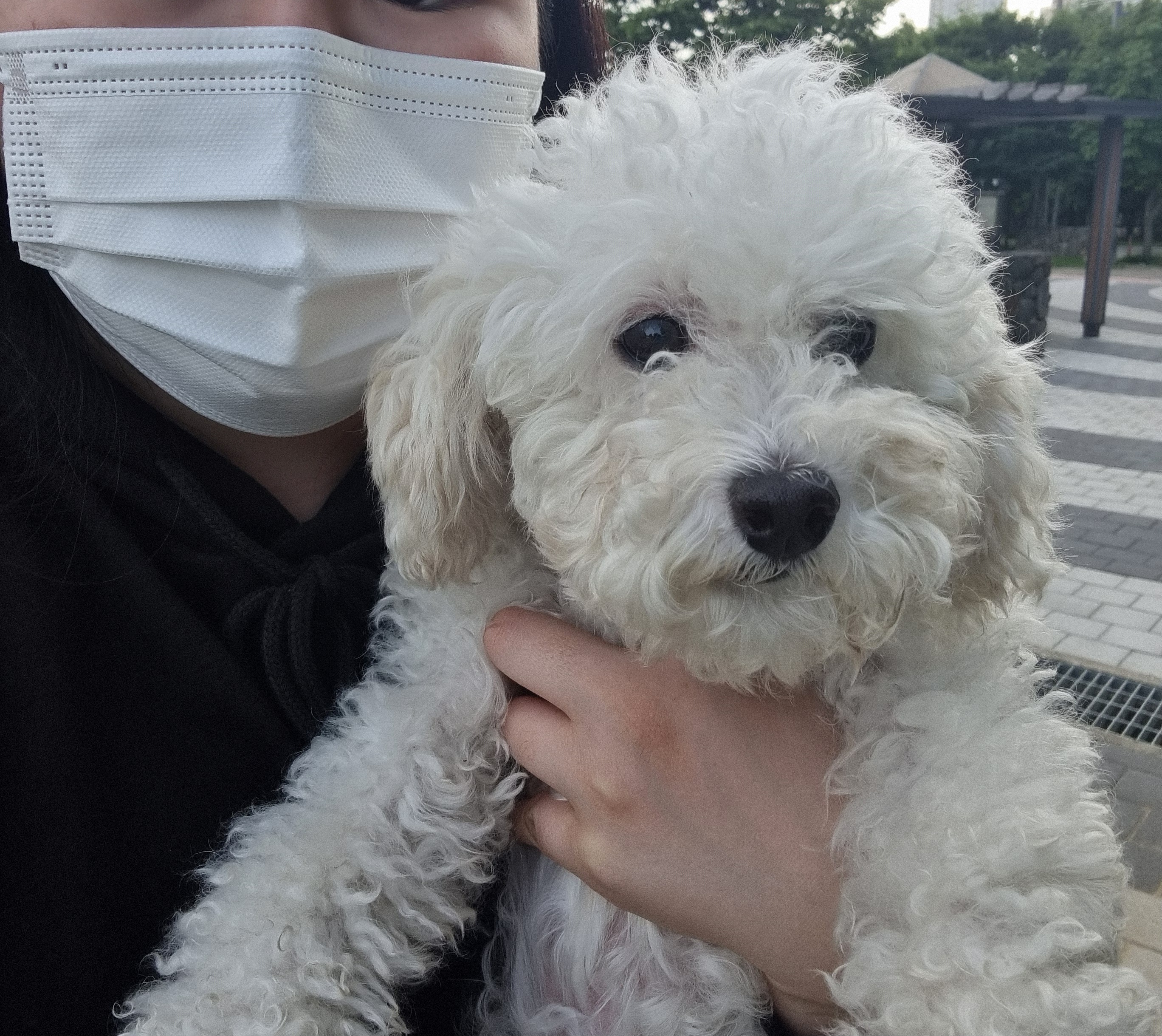 소복이(미카) 임보일기 세번째