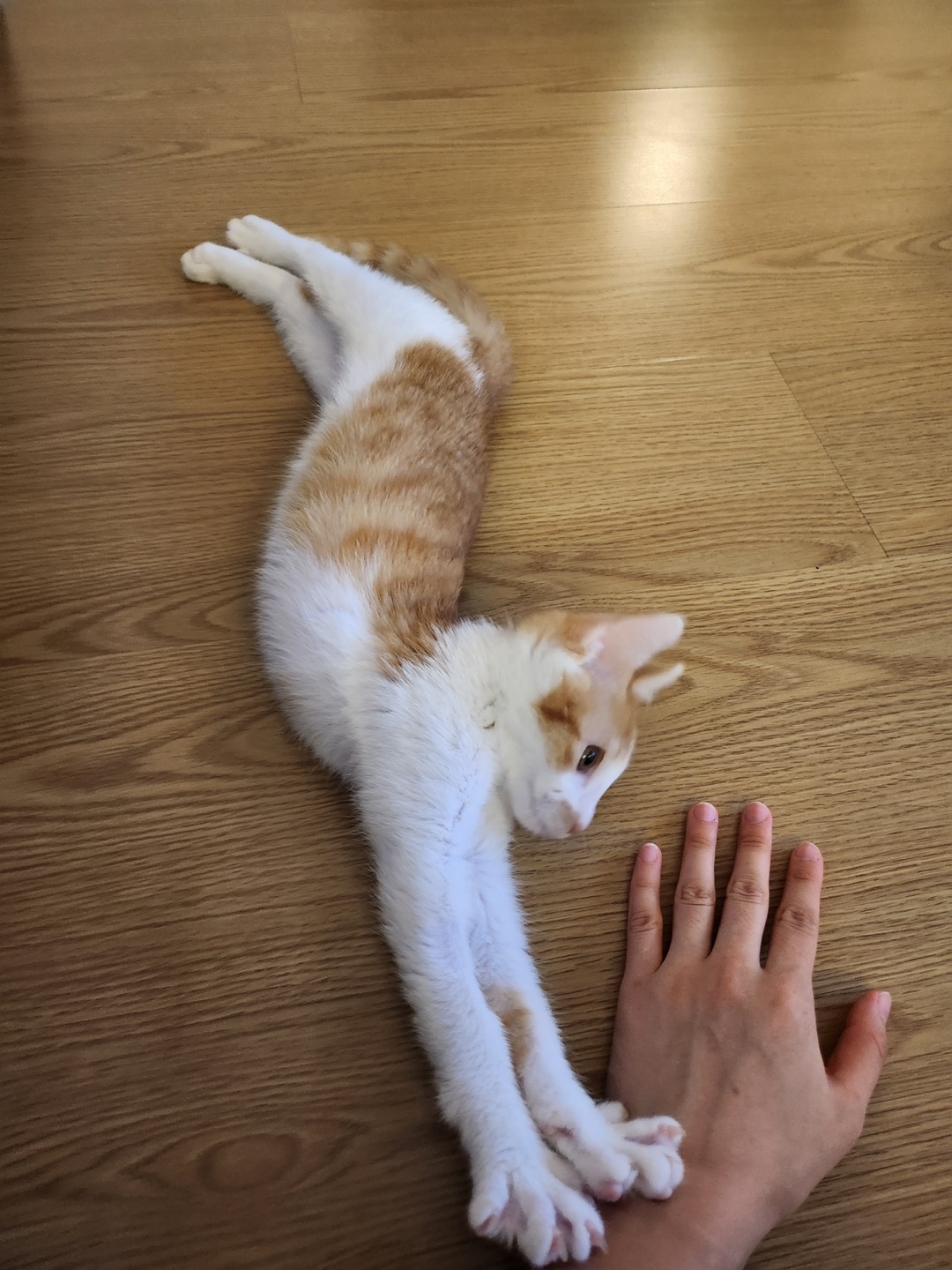 요미(현 땅콩이) 입양 후기 입니다 :-)